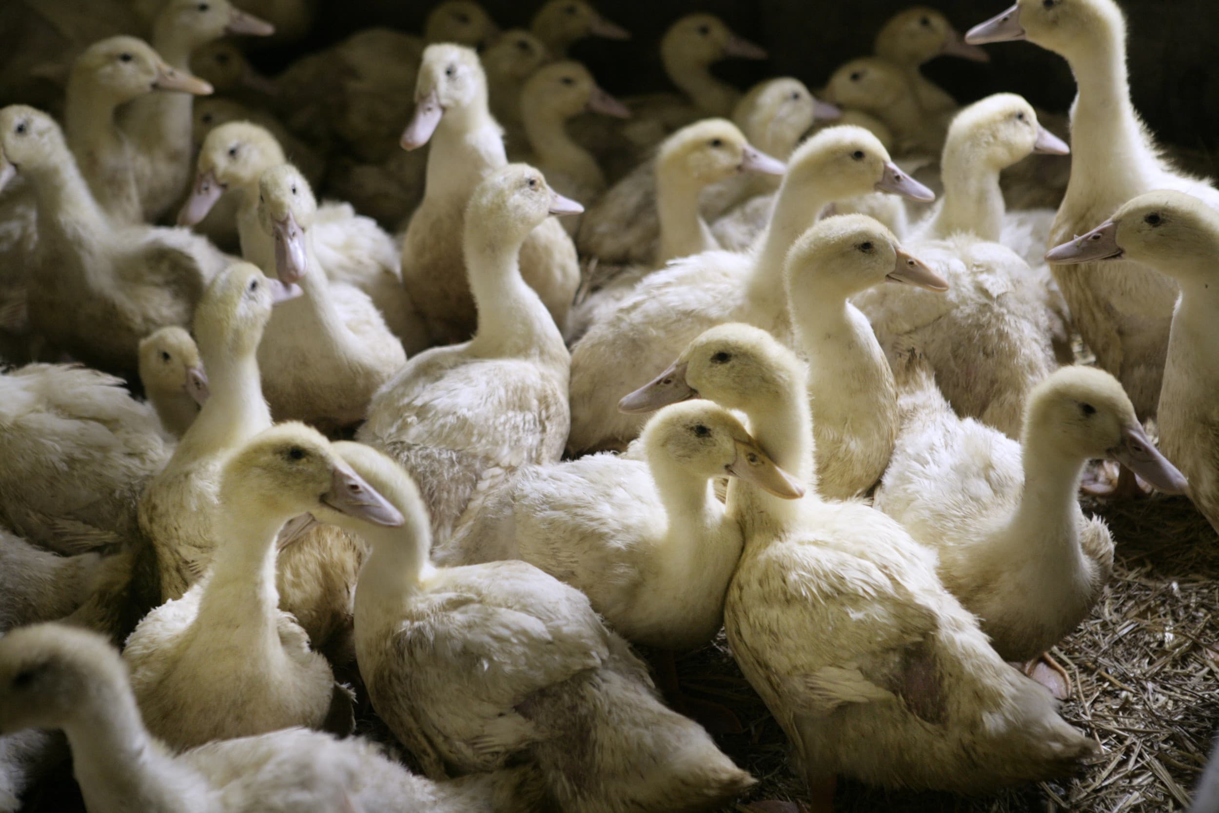 nvwa onderzoekt dierenwelzijn eenden