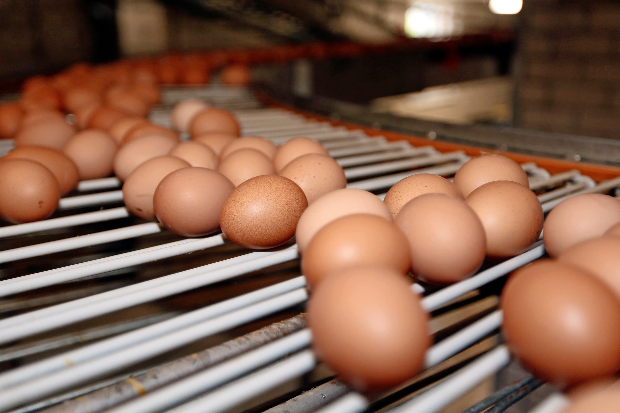 De dagvaarding is ingediend namens 110 legpluimveehouders. Doel is te komen tot een vergoeding wegens geleden schade door kartelafspraken van Wulro, Interovo en Global. Foto: Bert Jansen.