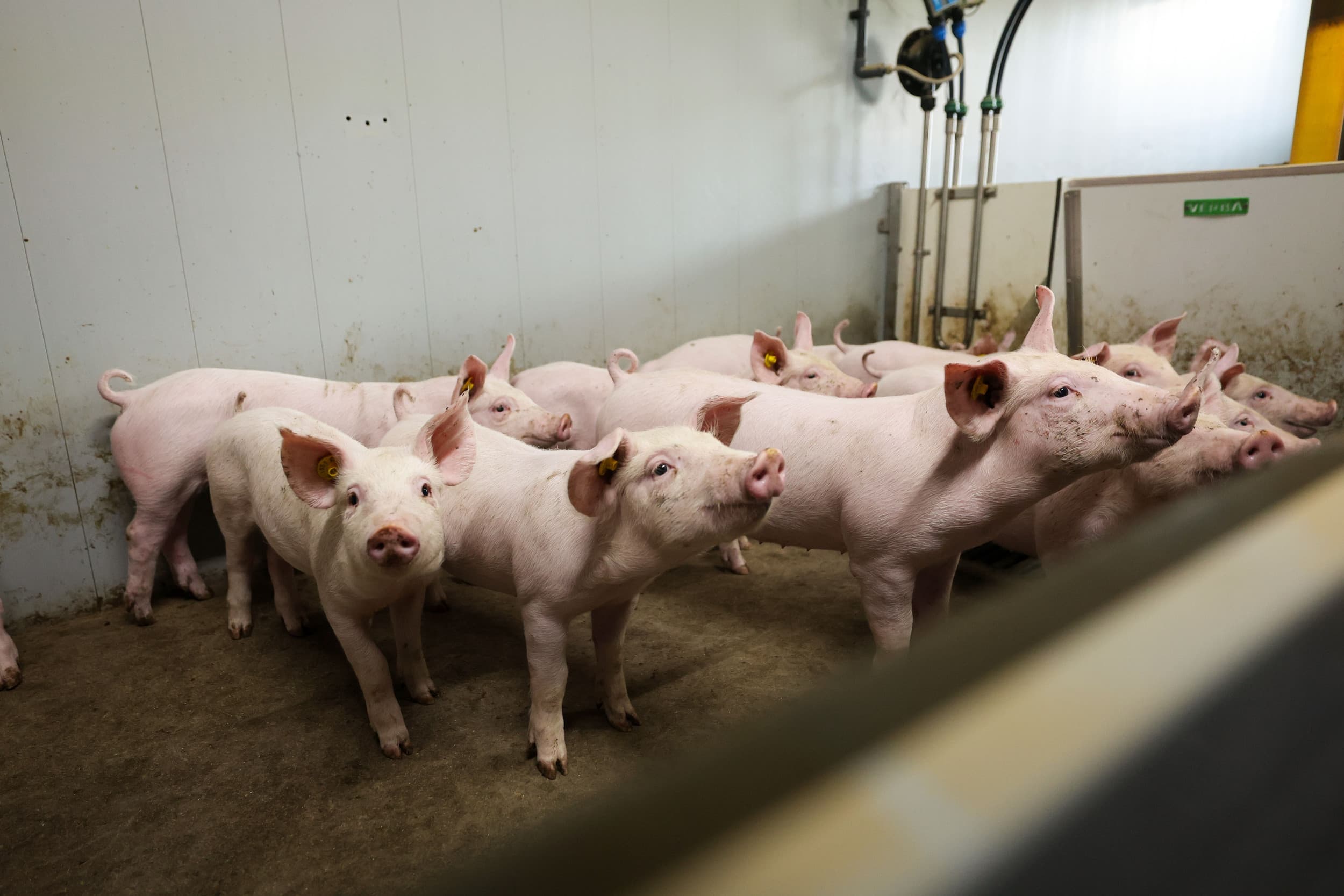 cursus vakdierenarts varken