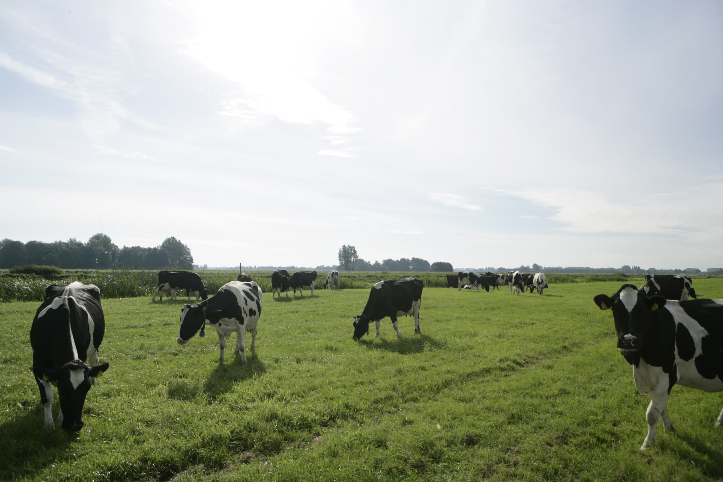 Blauwtong is een dierziekte die wordt veroorzaakt door het blauwtongvirus (BTV). Het virus komt onder meer voor bij runderen, schapen en geiten. Afgelopen week kwamen er in Nederland 1.149 nieuwe besmettingen bij. – Foto: Michel Zoeter