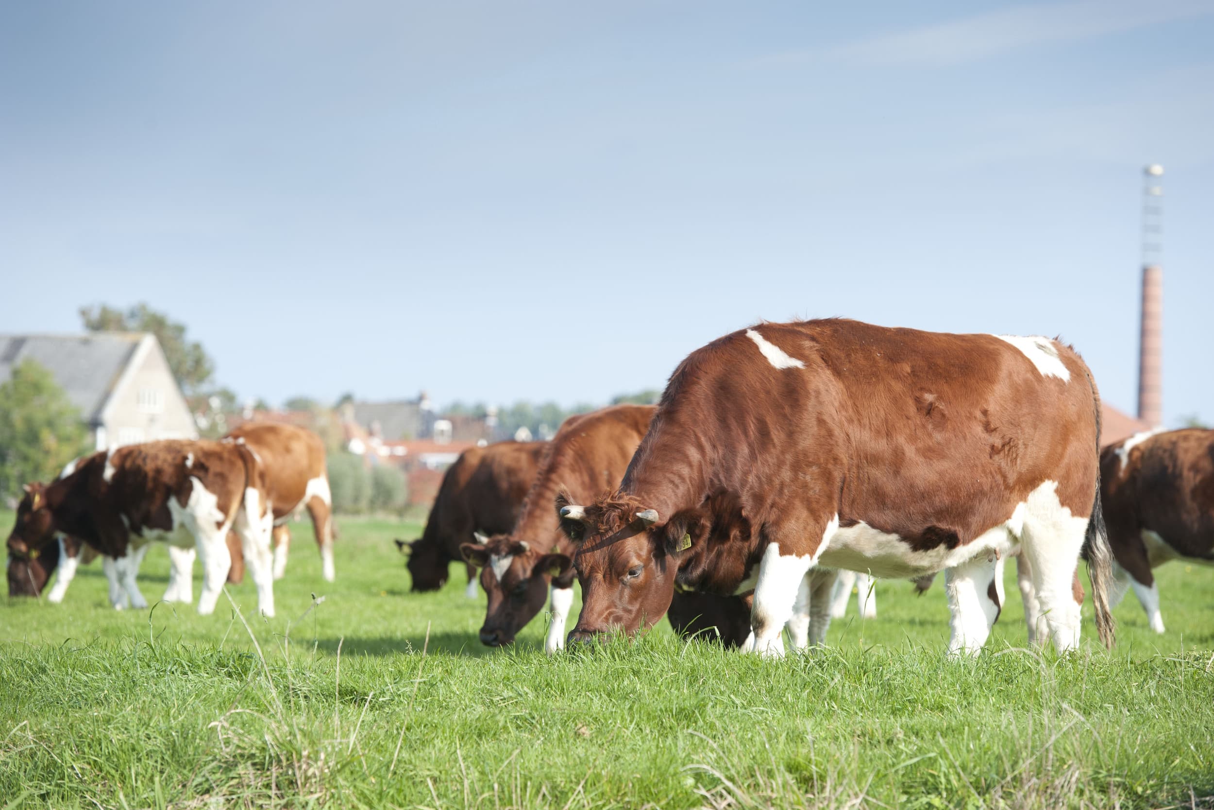 wel of geen krimp nederlandse veestapel