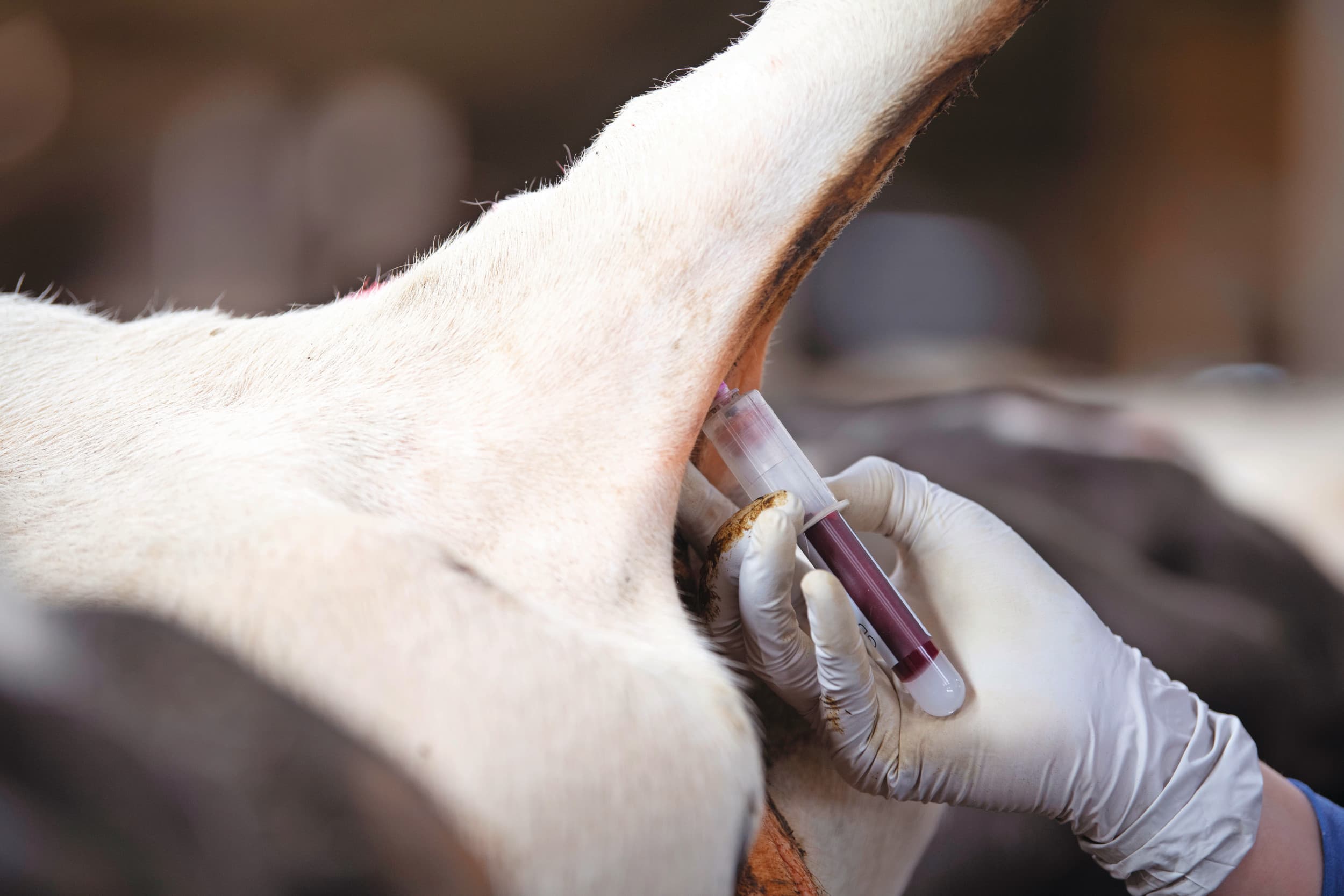 Het nemen van een bloedmonster voor IBR-onderzoek. Om de recente uitbraken onder controle te krijgen, moeten Duitse veehouders langs de Nederlandse grens hun runderen vier keer per jaar laten testen. – Foto: Mark Pasveer