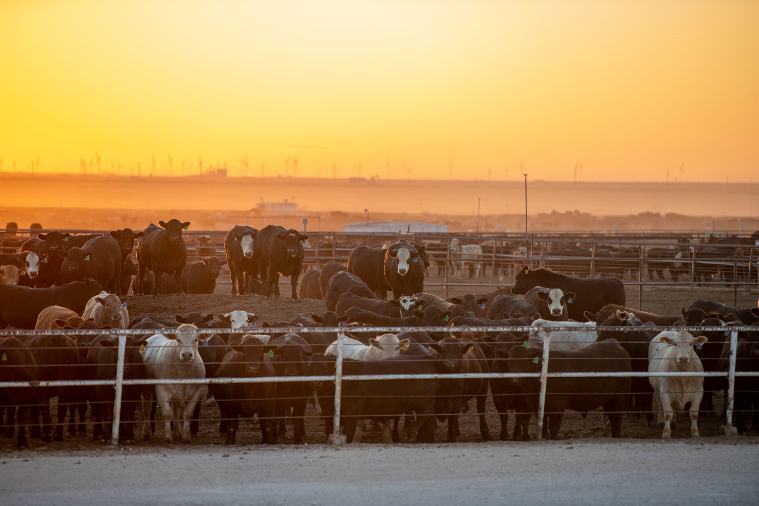 Meer dan de helft van de landbouweconomen in de Verenigde Staten (VS) oordeelt dat de sector op dit moment al in een recessie verkeert. Foto: Mark Pasveer
