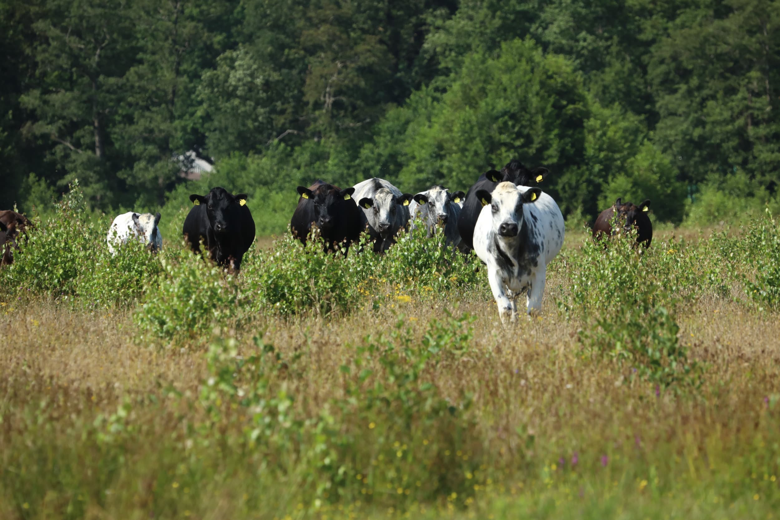 Rond Natura 2000-gebieden bevinden zich relatief meer bedrijven met vleesvee, jongvee of schapen, die zorgen voor een lagere ammoniakuitstoot. – Foto: Henk Riswick