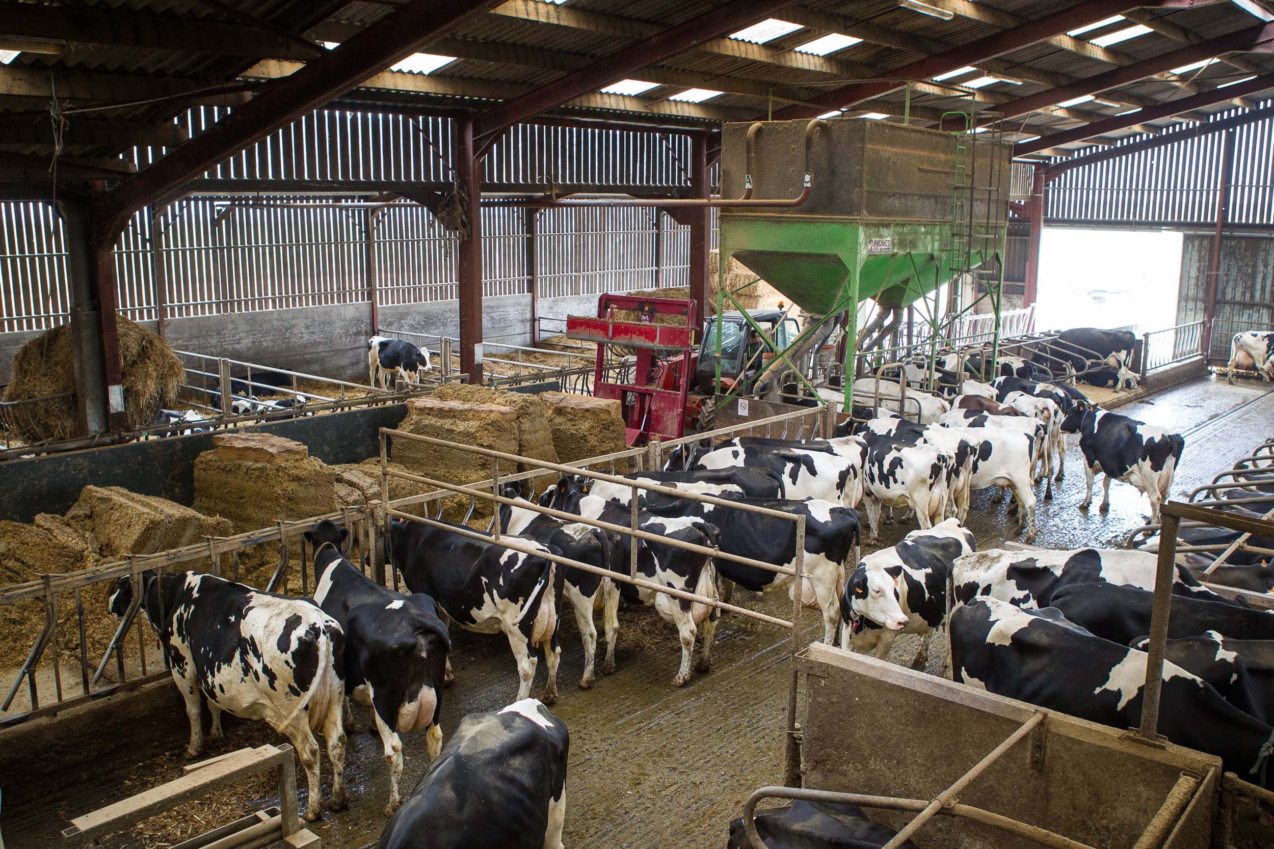 De melkaanvoer in België steeg afgelopen jaar met 1,5% tot bijna 4,4 miljard liter. Daarmee presteert de Belgische melkveehouderij beter dan het Europese gemiddelde van min 0,5%. – Foto: Peter Roek