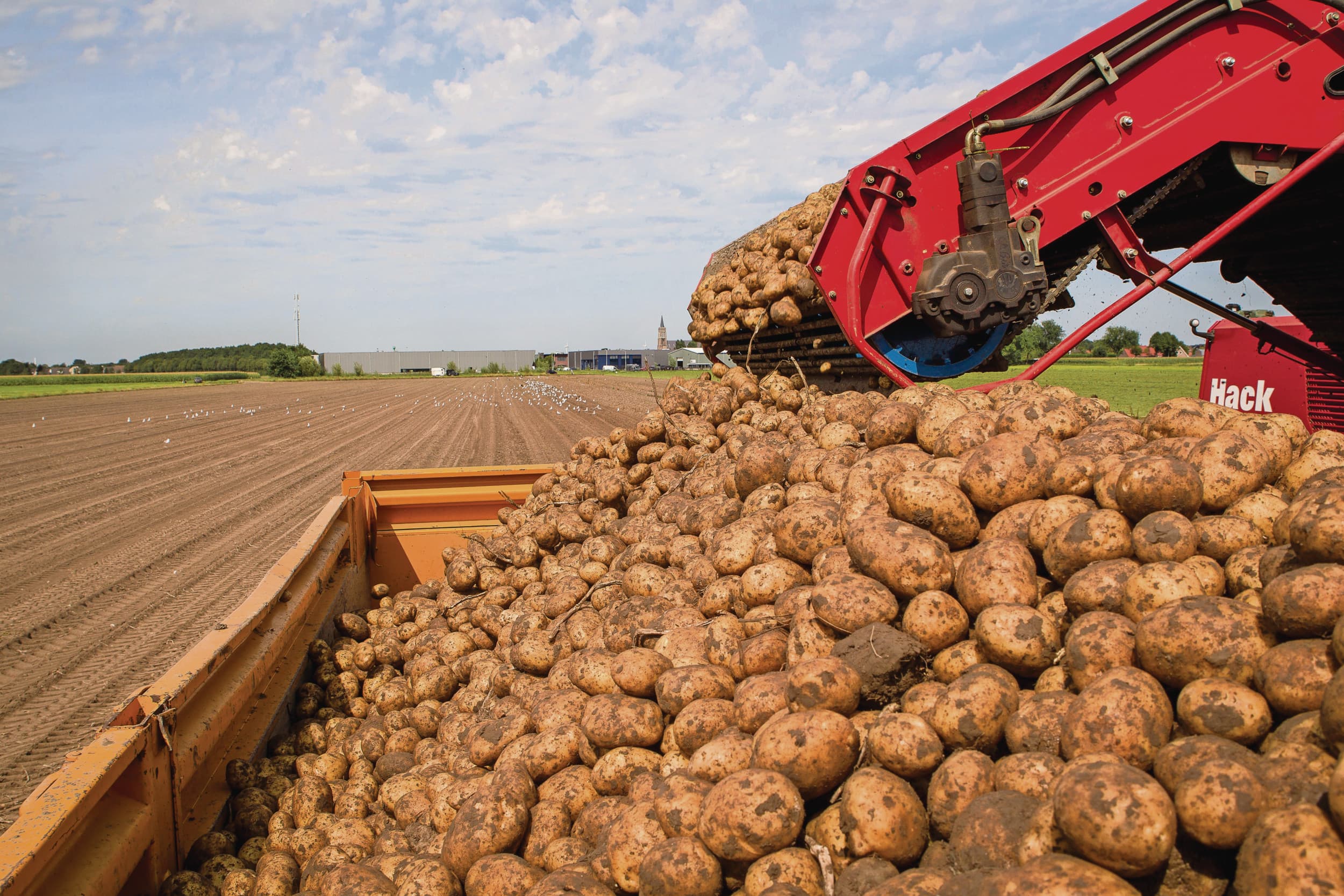 Voor Duitsland voorspelt Weuthen 11 miljoen tot 11,5 miljoen ton aardappelen te oogsten, in het EU-4-gebied is dat naar verwachting 22,5 miljoen tot 23,5 miljoen ton. Foto: Peter Roek