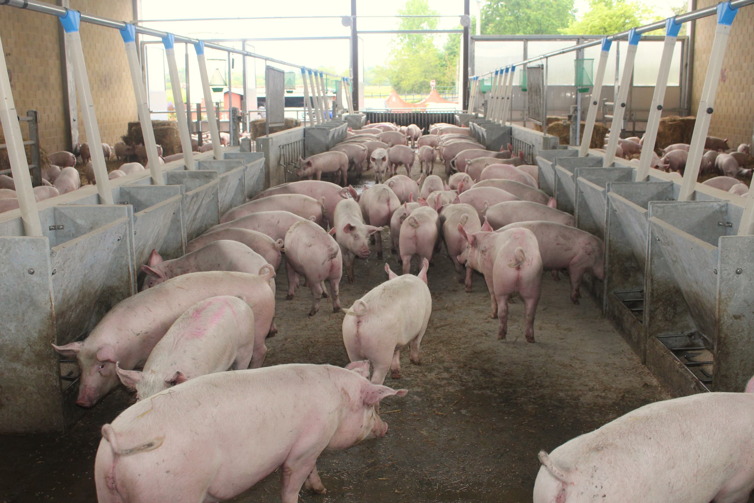 Varkensbedrijf in Italië. Om verdere verspreiding van Afrikaanse varkenspest te voorkomen, is het verboden om dieren van boerderijen te verplaatsen, tenzij ze naar het slachthuis gaan. – Foto: Boerderij