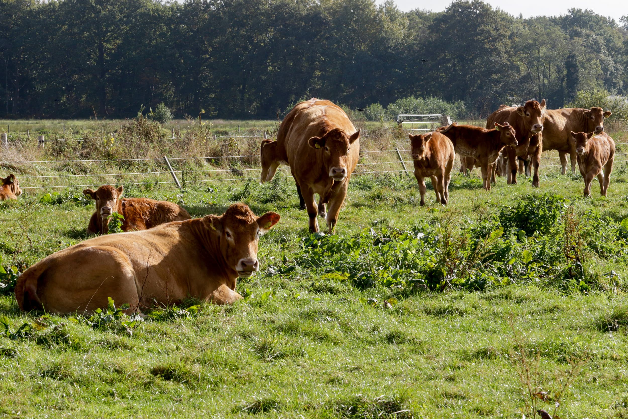 Runderrassen die het meest op de oerdieren lijken, zoals de Schotse Hooglander, Galloway en Limousin, kunnen zich beter weren tegen wolven, blijkt uit het onderzoek. – Foto: Jan Willem van Vliet