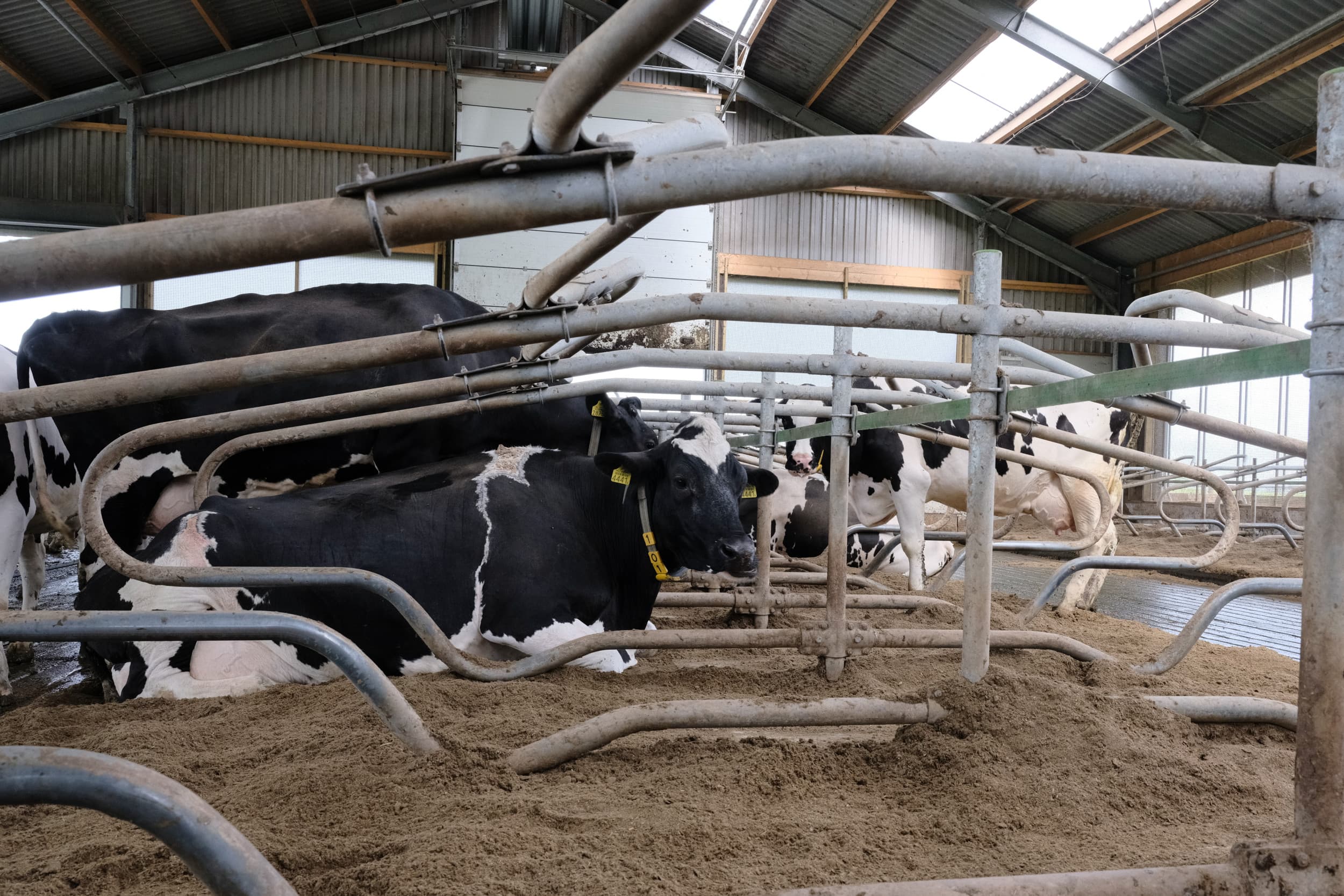 Provincies kunnen subsidie inzetten voor maatregelen zoals extensivering, waarbij bedrijven hun productie verminderen, en innovatie, gericht op technieken om stikstofuitstoot te verlagen, zodat een natuurvergunning niet meer nodig is. – Foto: Jan Willem van Vliet