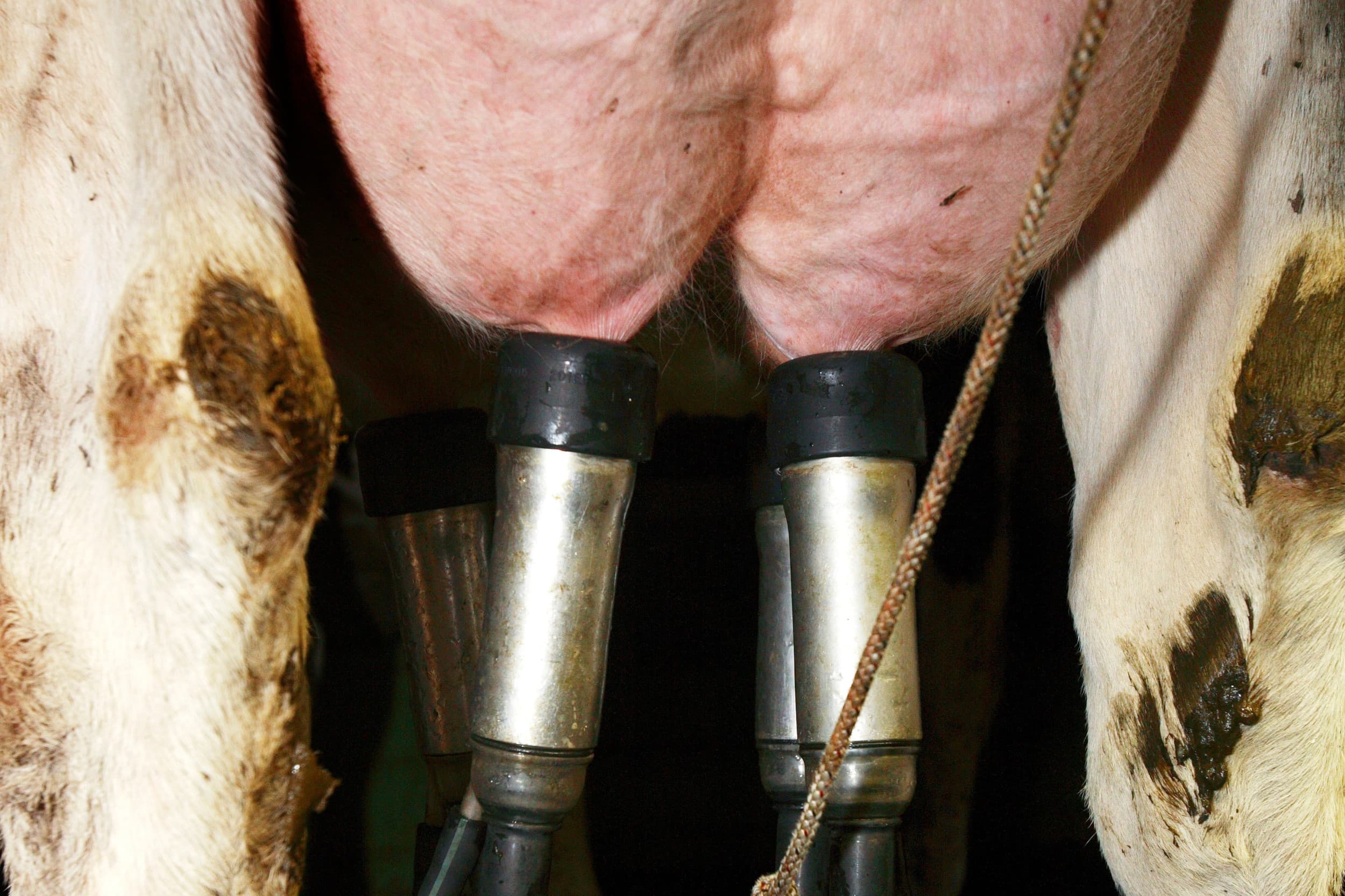 De gemiddelde Europese melkprijs is gestegen de laatste tijd. Foto: Herbert Wiggerman