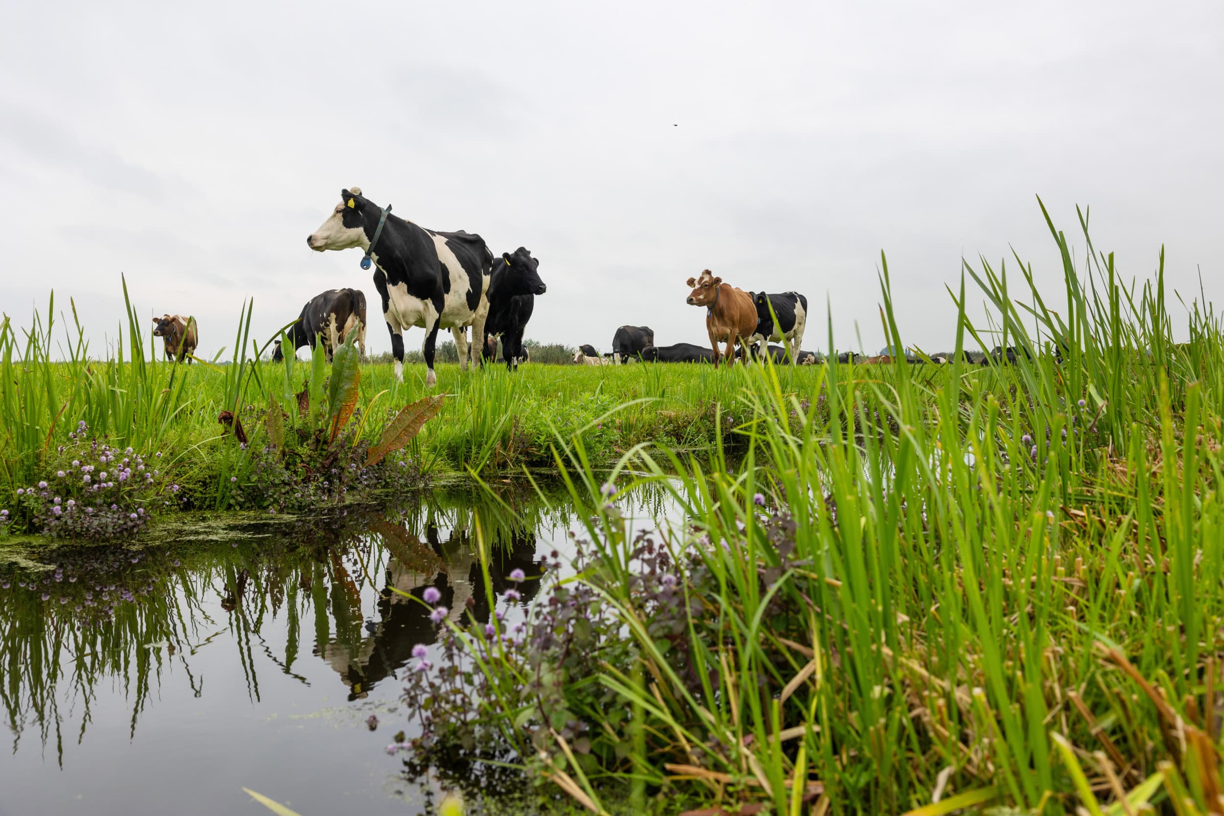 Minister Wiersma acht het toevoegen van extra eco-activiteiten na de aanmelddeadline onhaalbaar en ziet voorlopig geen noodzaak om het verplichte aantal uren weidegang te verlagen. – Foto: Herbert Wiggerman