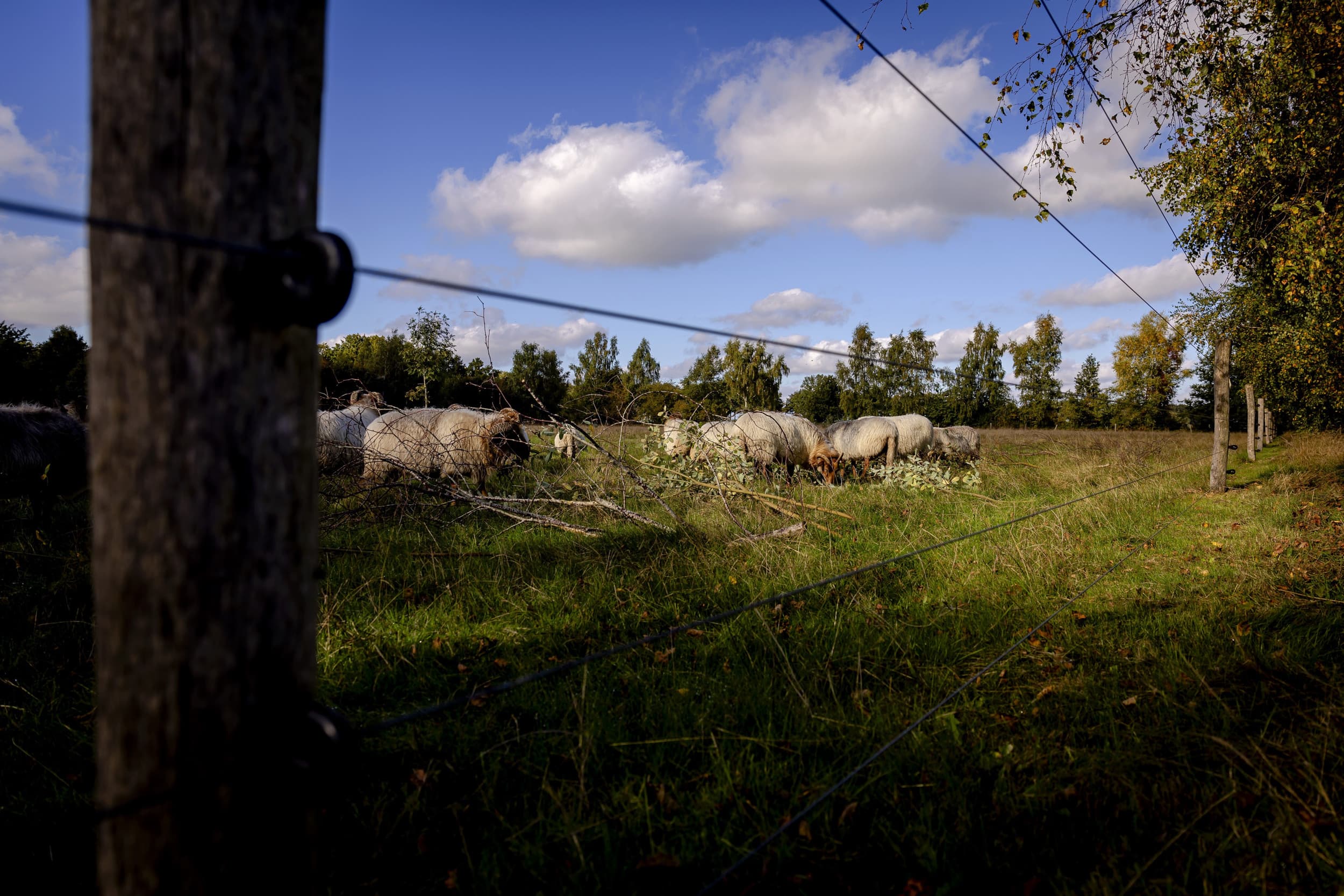 Wolfwerende afrastering bij een schapenhouder in Drenthe. – Foto: ANP