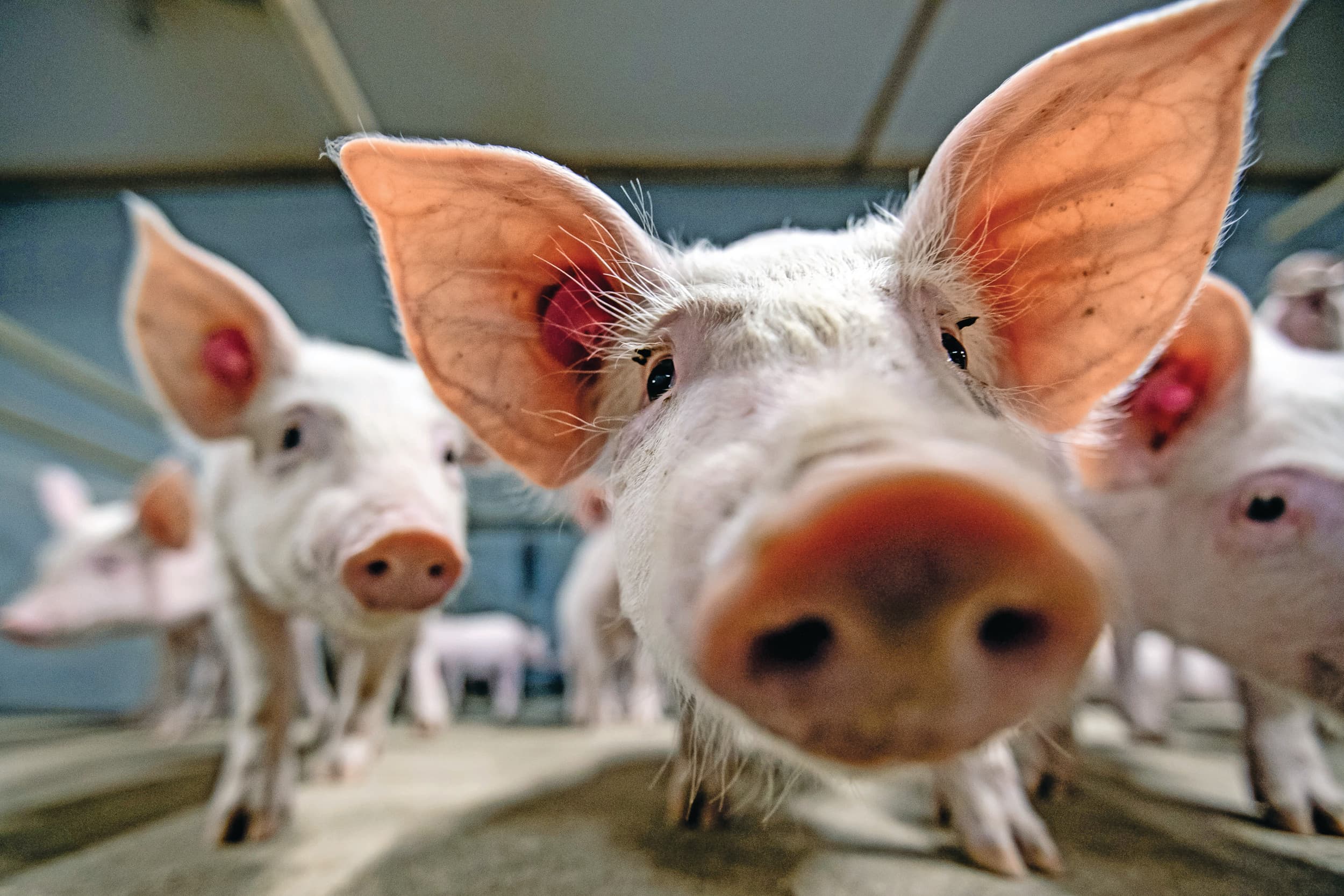 Een gezonde varkensstapel geeft niet alleen betere resultaten maar ook meer werkplezier. Toch zijn veel zeugenhouders nog terughoudend om leeg te draaien en opnieuw op te starten met hoge gezondheid. – Foto: Ronald Hissink