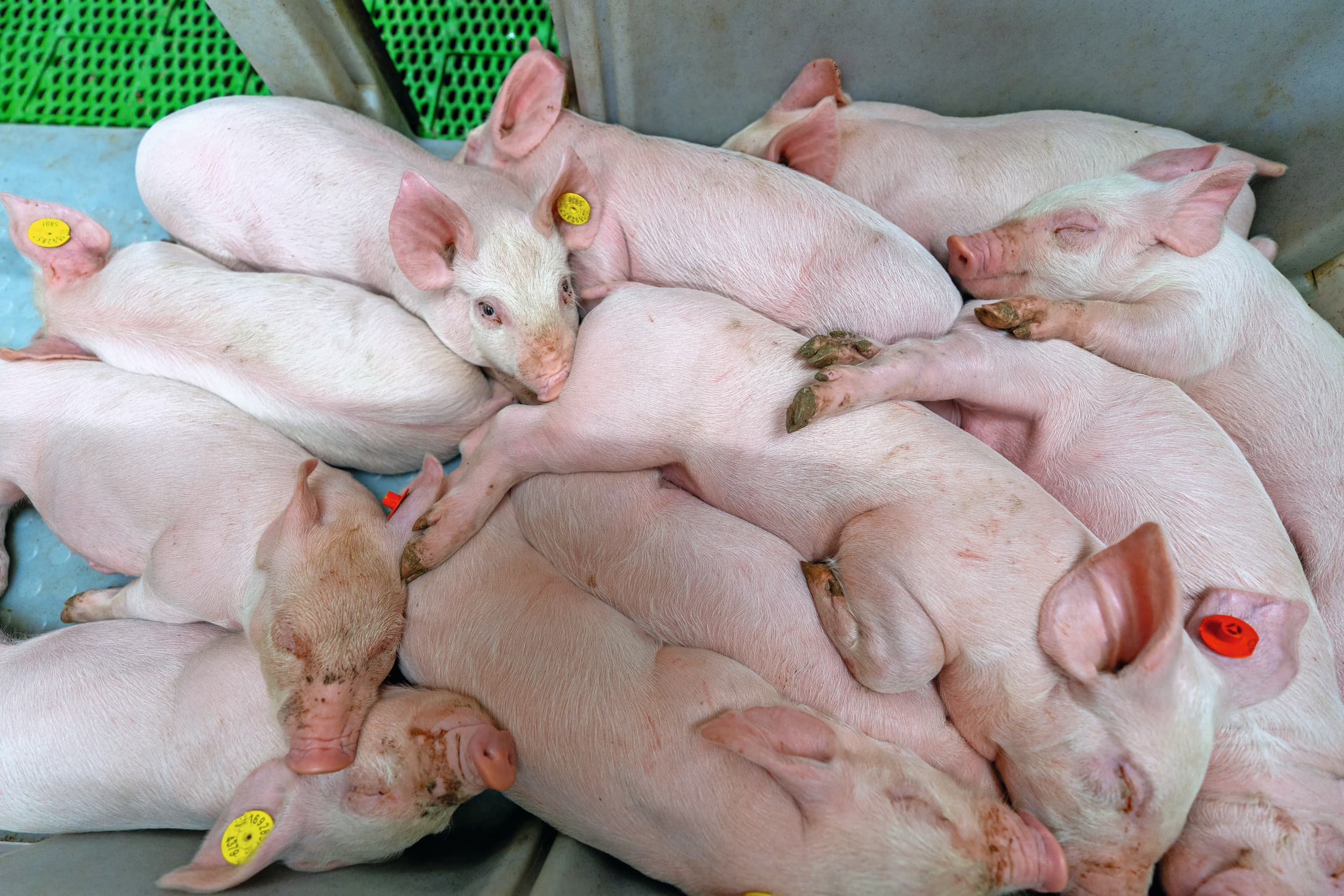De groep varkenshouders die structureel tot de beste bedrijven behoort, kan niet anders dan werken volgens de adviezen zoals ze altijd worden gegeven. Van de geltenopfok tot voerregime van de biggen en het overlegbeleid. – Foto: Jan Willem Schouten