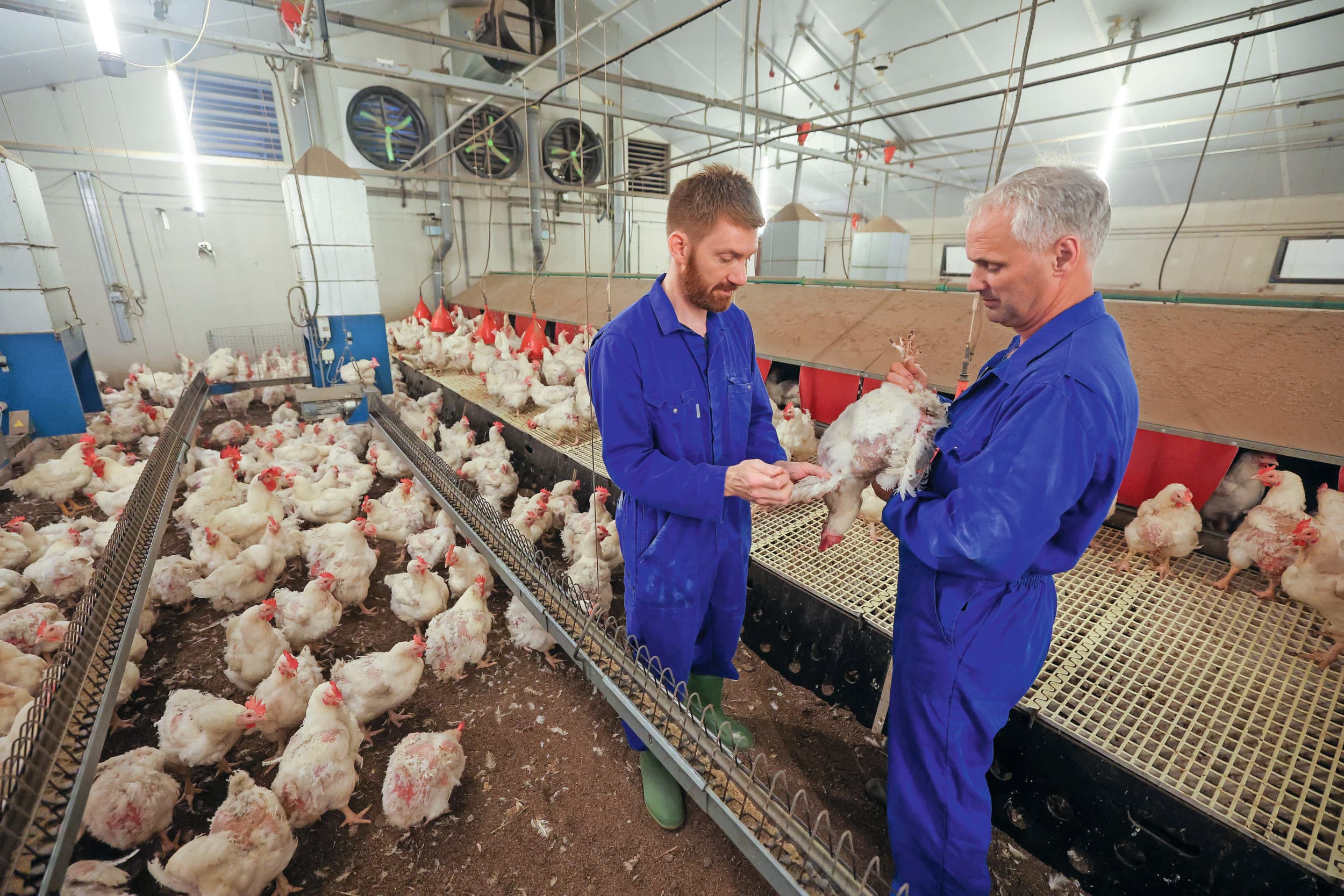 Pluimveedierenarts Erik van Geloof (links) van Veterinair Centrum Someren neemt bloedmonsters bij Vermeerderingsbedrijf Engelen. Pluimveeverzorger Peter van Bussel assisteert. – Foto’s: Bert Jansen
