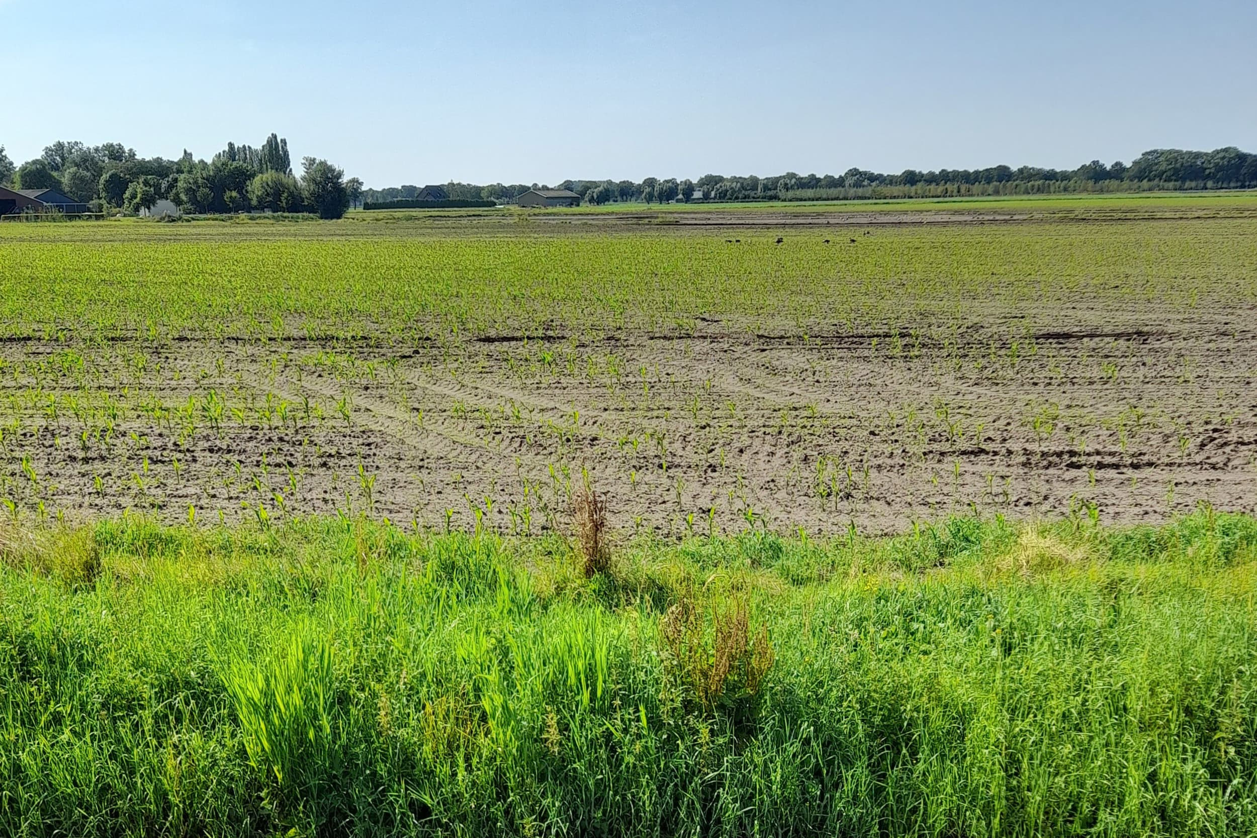Begin augustus stond dit perceel zeer laat gezaaide mais er zo bij. Het is zeer de vraag of deze mais nog tot zijn recht komt. – Foto: Boerderij