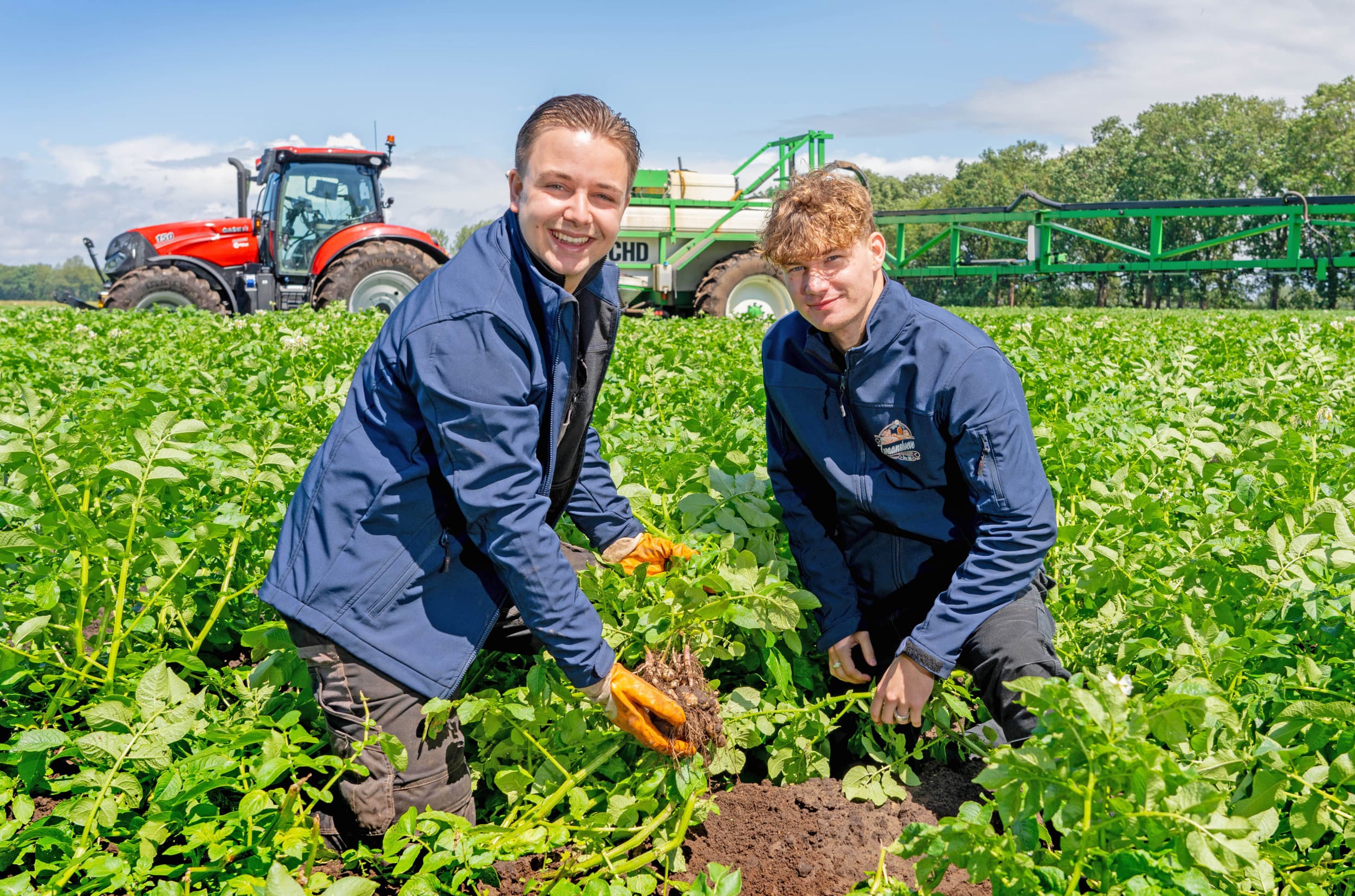 Op 15 juni zijn de fritesaardappelen van het ras Fontane nog erg klein. Over vier weken verwachten de jonge akkerbouwers de eerste nieuwe aardappels te verwerken tot boerenpatat. Ze denken ook na over de verkoop van gewassen aardappelen of krieltjes.