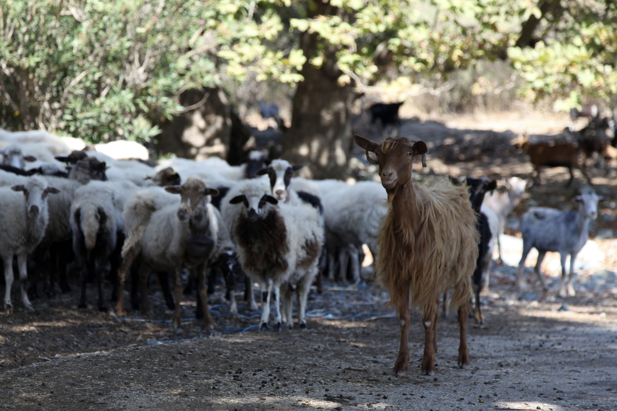 De volgende ziekte PPR voor schapen en geiten lijkt al weer klaar te staan voor een ´aanval´ op Europa. – Foto: ANP