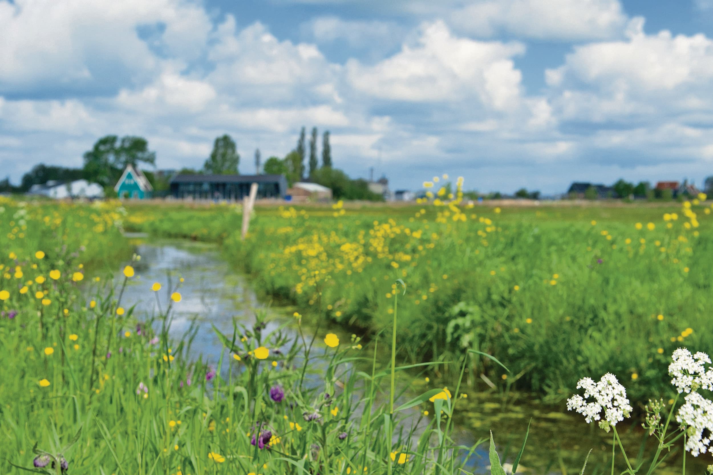 Foto: Canva/GabiGaasenbeek