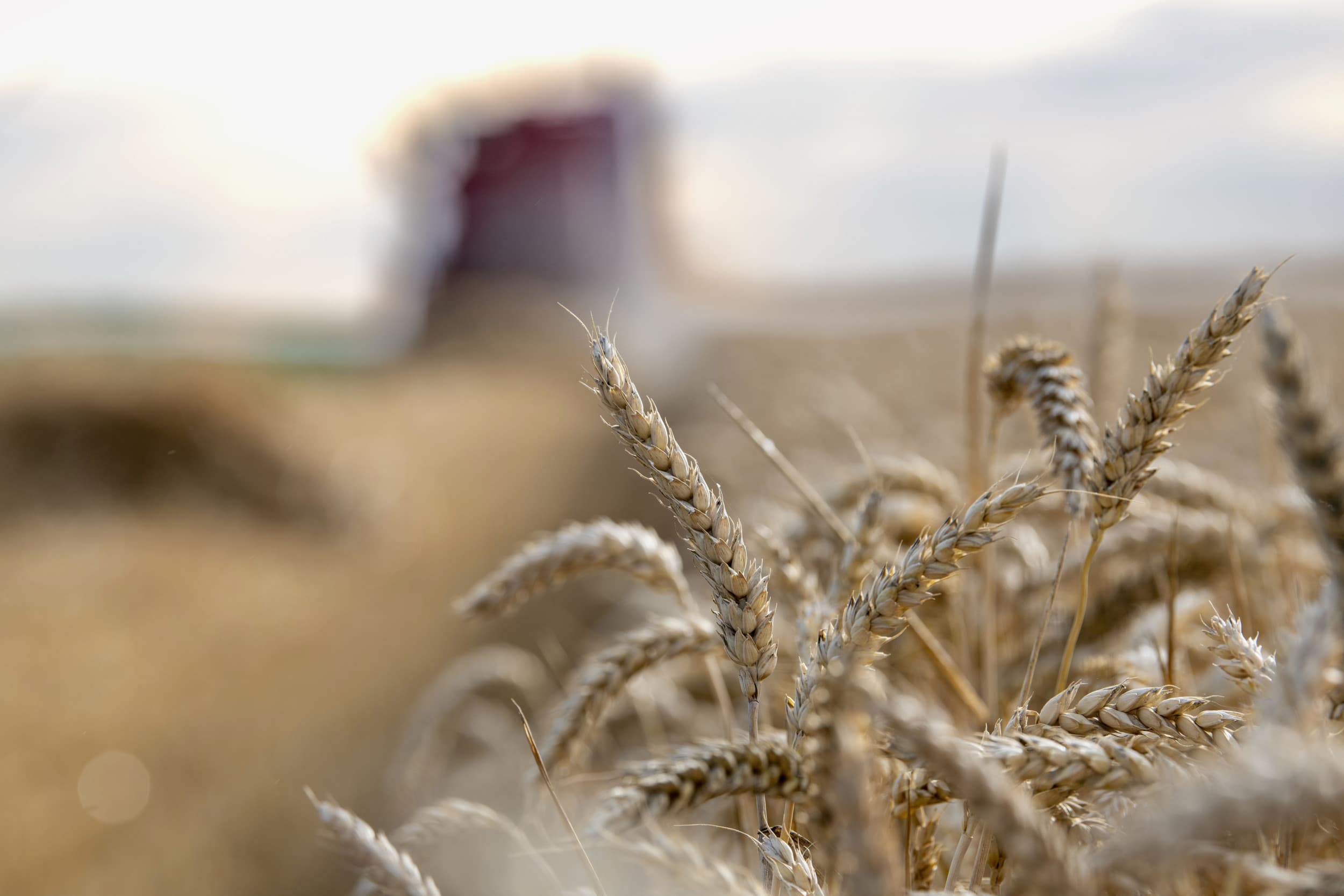 De Engelse National Farmers Union is ernstig bezorgd dat het VK steeds minder in de eigen voedselvraag zal kunnen voorzien. Ook bij granen wordt de situatie door de ernstige weerproblemen zorgwekkend. – Foto: Mark Pasveer