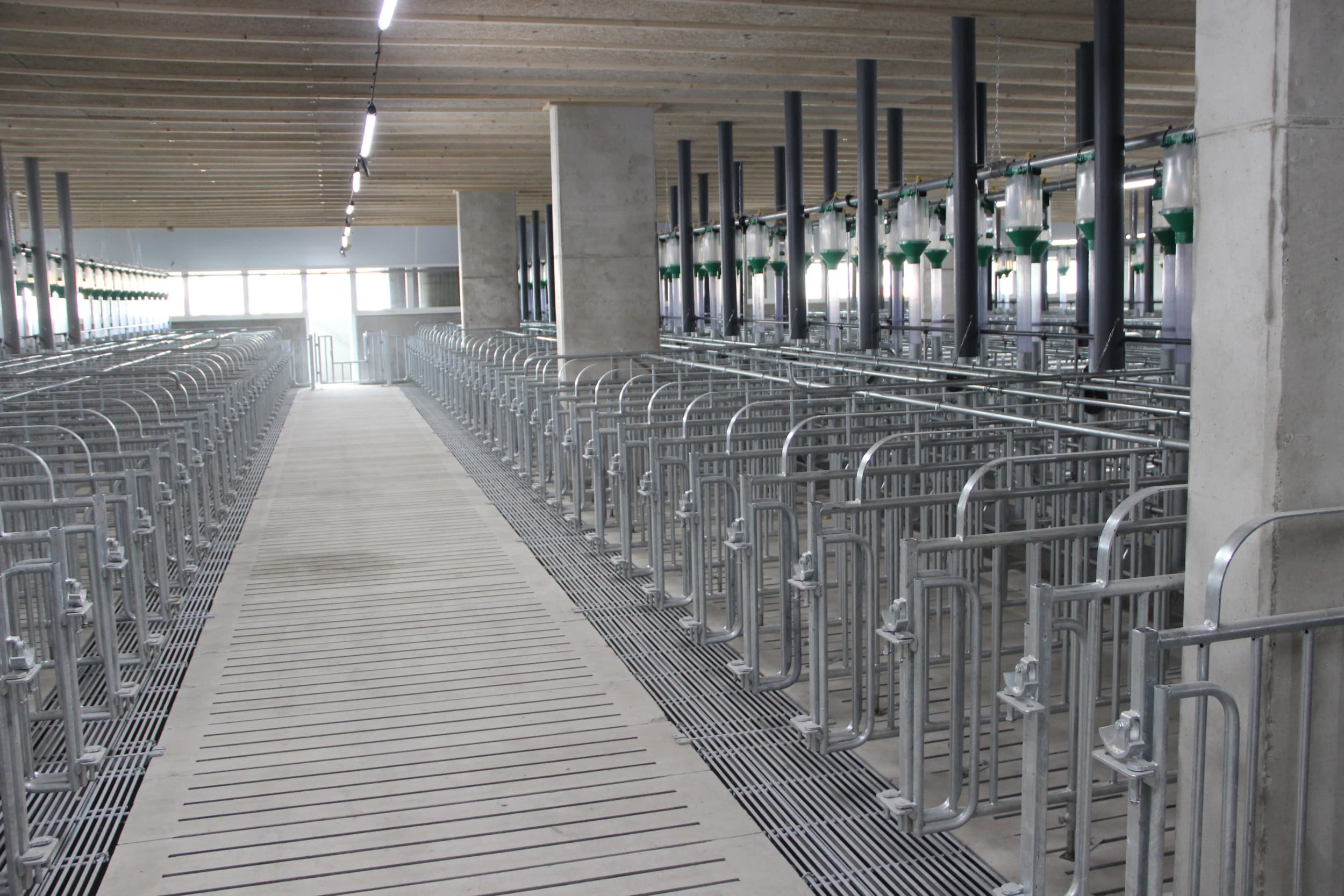 meer ruimte voor varkens en pluimvee in roemenie