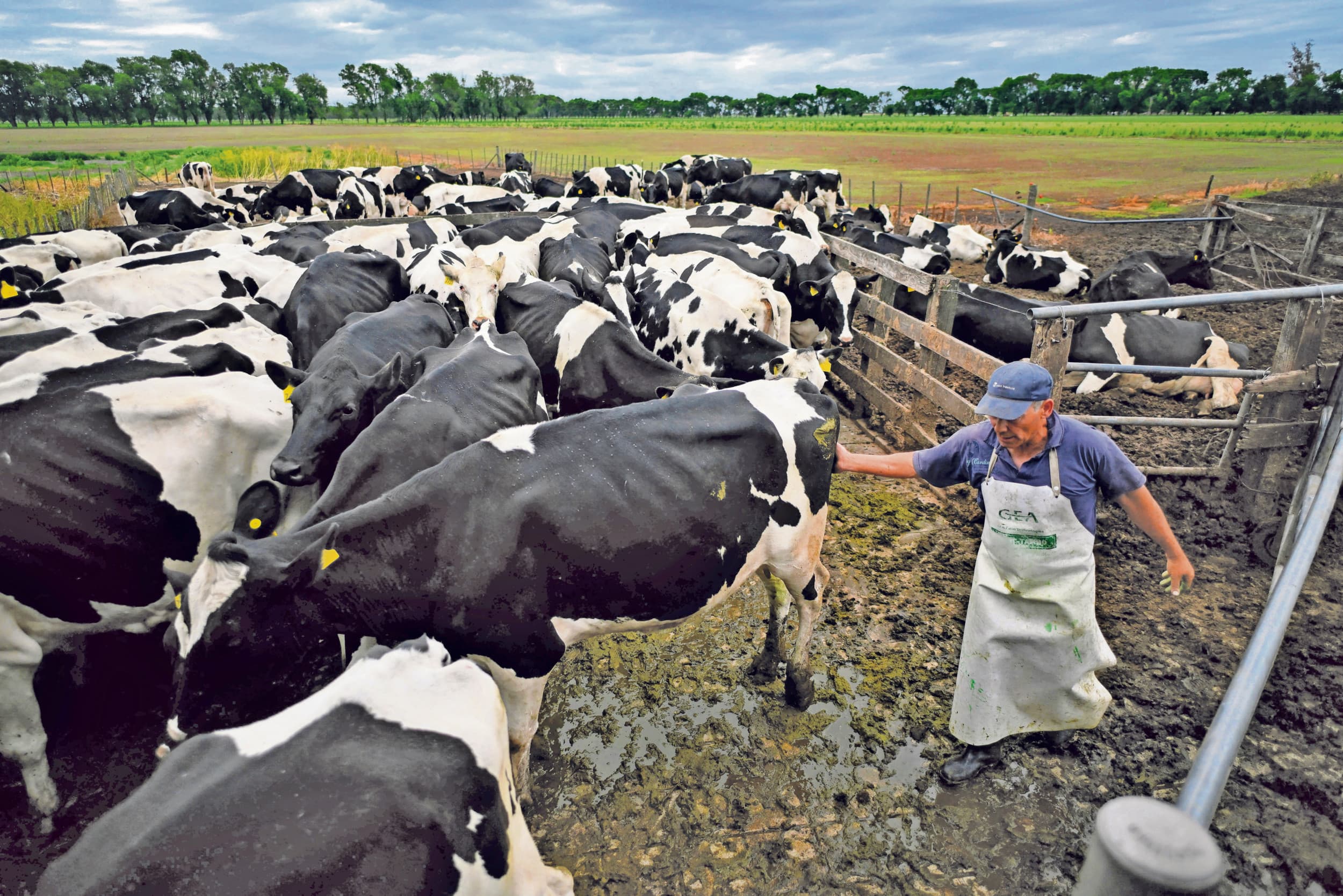 Jarenlang was de Argentijnse zuivel een bloeiende sector. Maar de melkproductie is gekelderd en de zuivelsector lijkt in een neerwaartse spiraal te zitten. – Foto: ANP