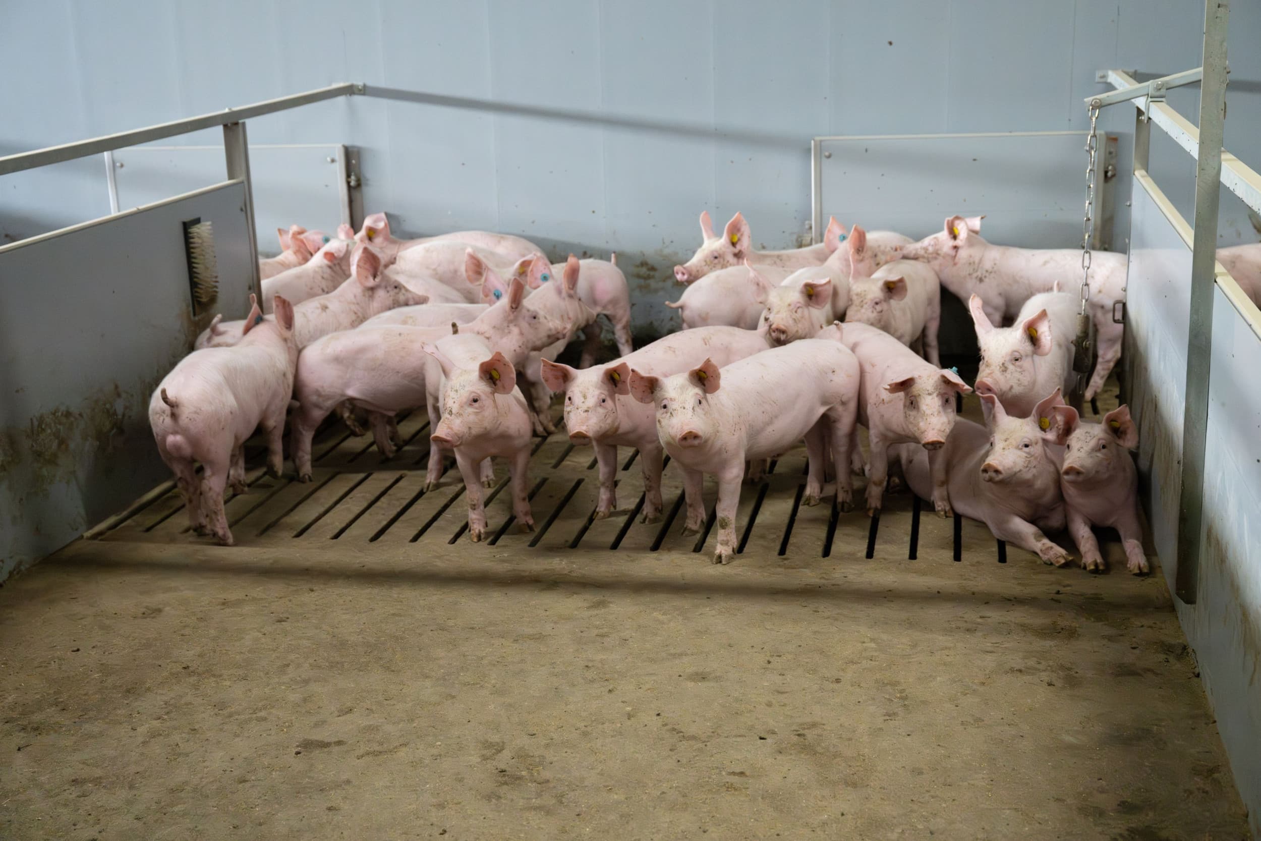 Een aantal veehouders in Noord-Brabant hebben deze maand een stikstofvergunning gekregen. – Foto: Michiel Velderman