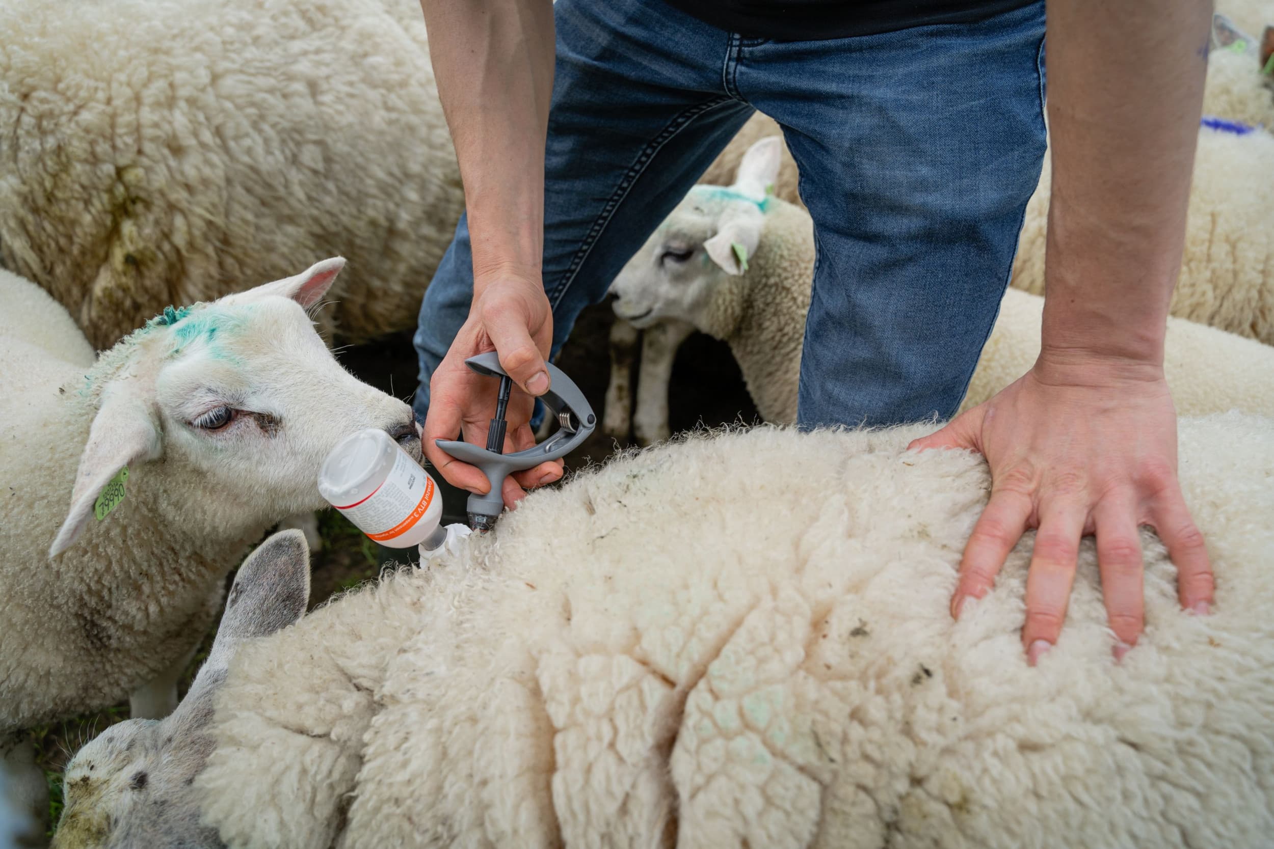 Frankrijk vervroegt de vaccinatiecampagne tegen blauwtong. – Foto: Andrea van Schaik Fotografie