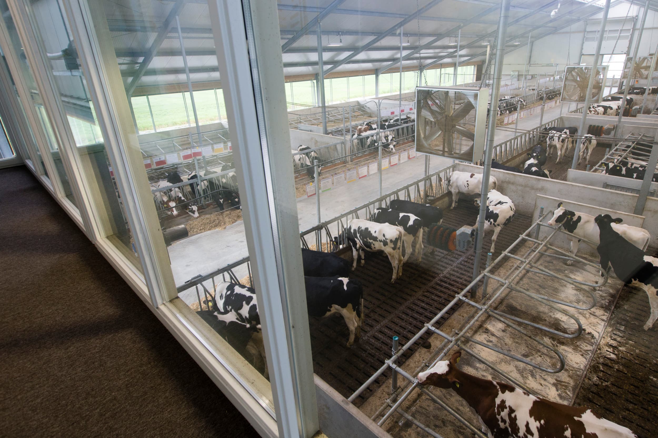 Dairy Breeding Center van CRV in Wirdum (Fr.). Hier worden jonge vrouwelijke dieren gespoeld voor embryoproductie en aangeprikt voor eicelwinning en bevruchting in het lab. – Foto: Anne van der Woude