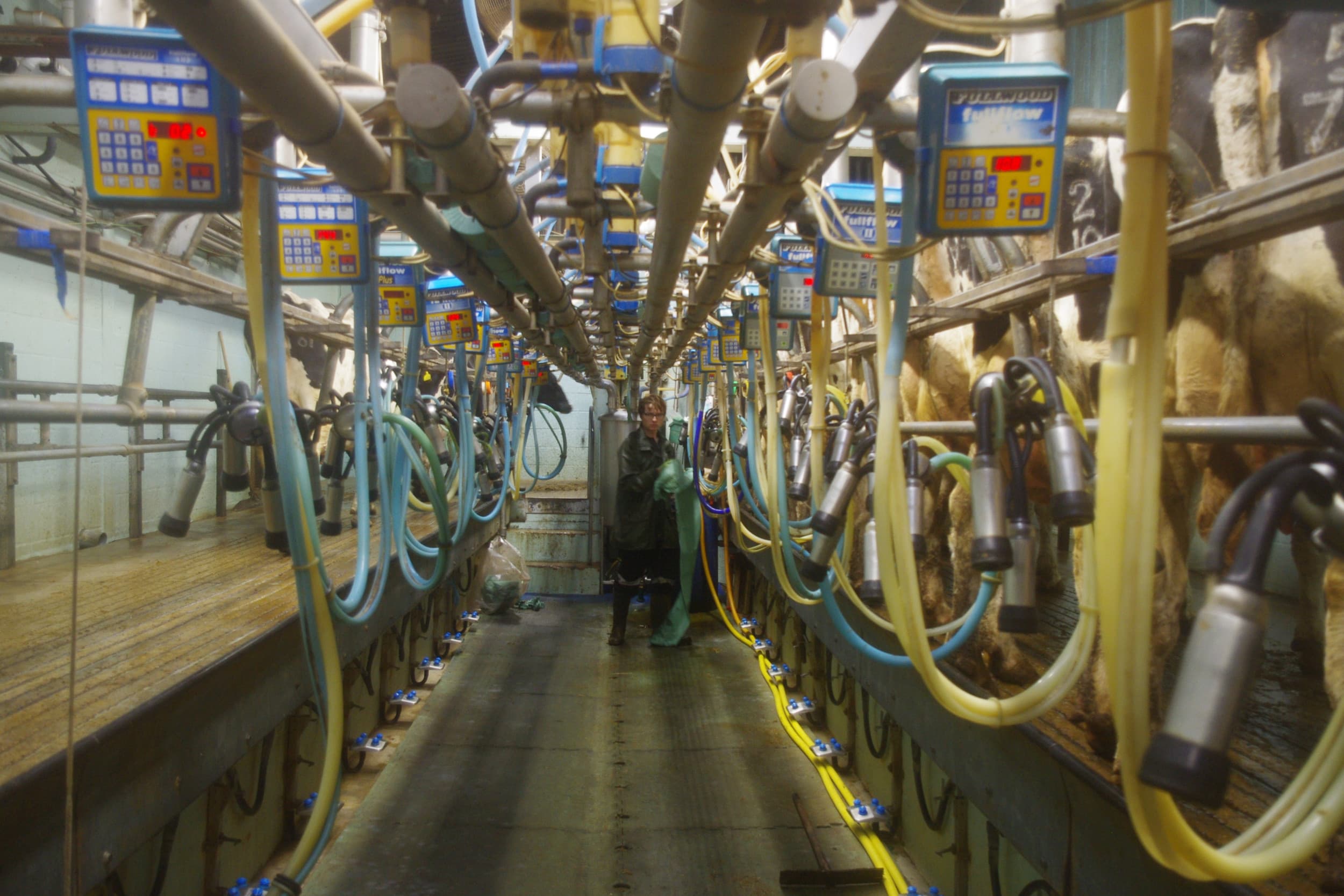 Het heeft meer dan tien jaar lobbyen gekost, maar vorige maand zijn in het Verenigd Koninkrijk eindelijk wettelijke regels voor de contracten tussen melkveehouders en hun afnemers van kracht geworden. – Foto: Boerderij