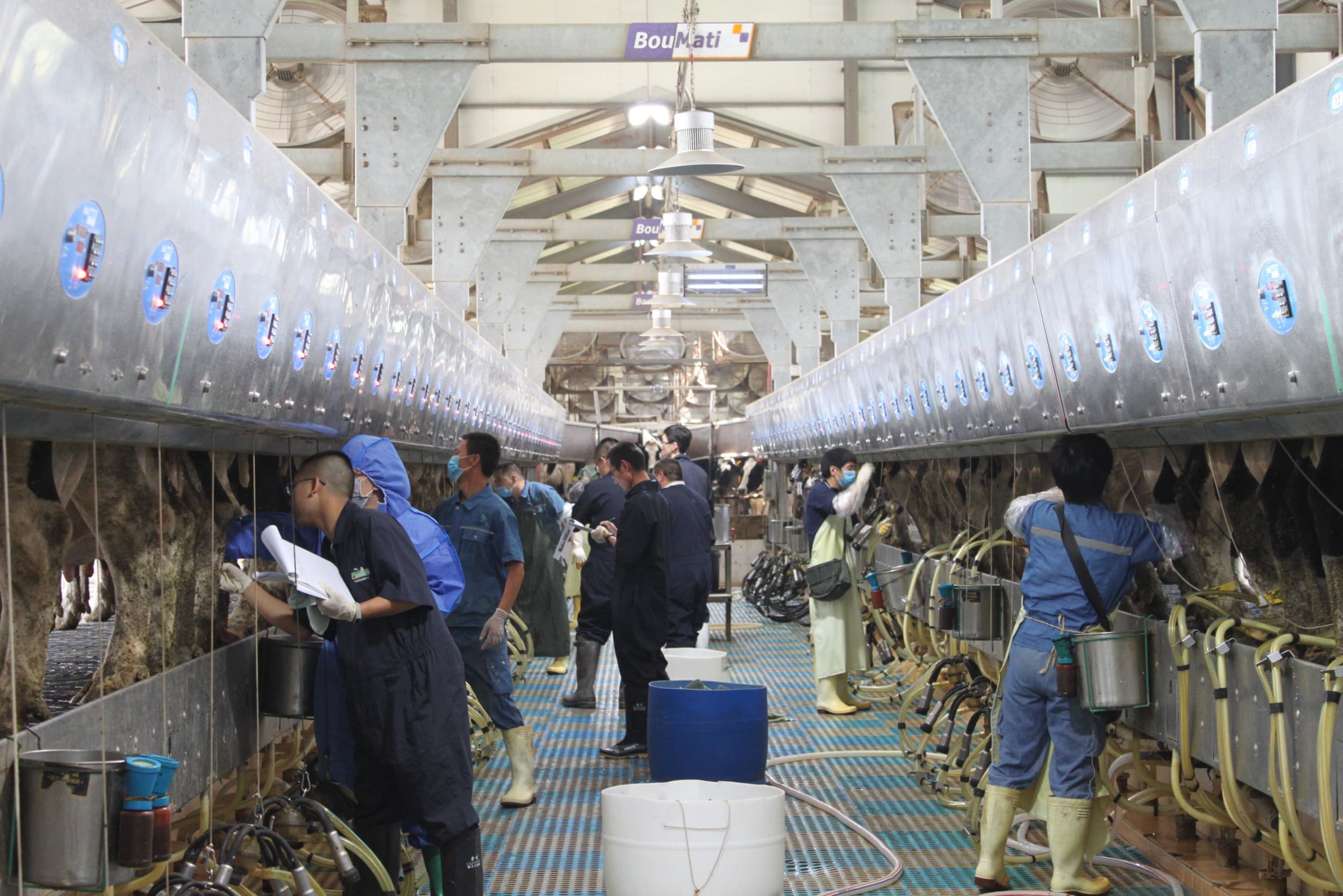 Melkveehouderij in China. Foto: SDDDC