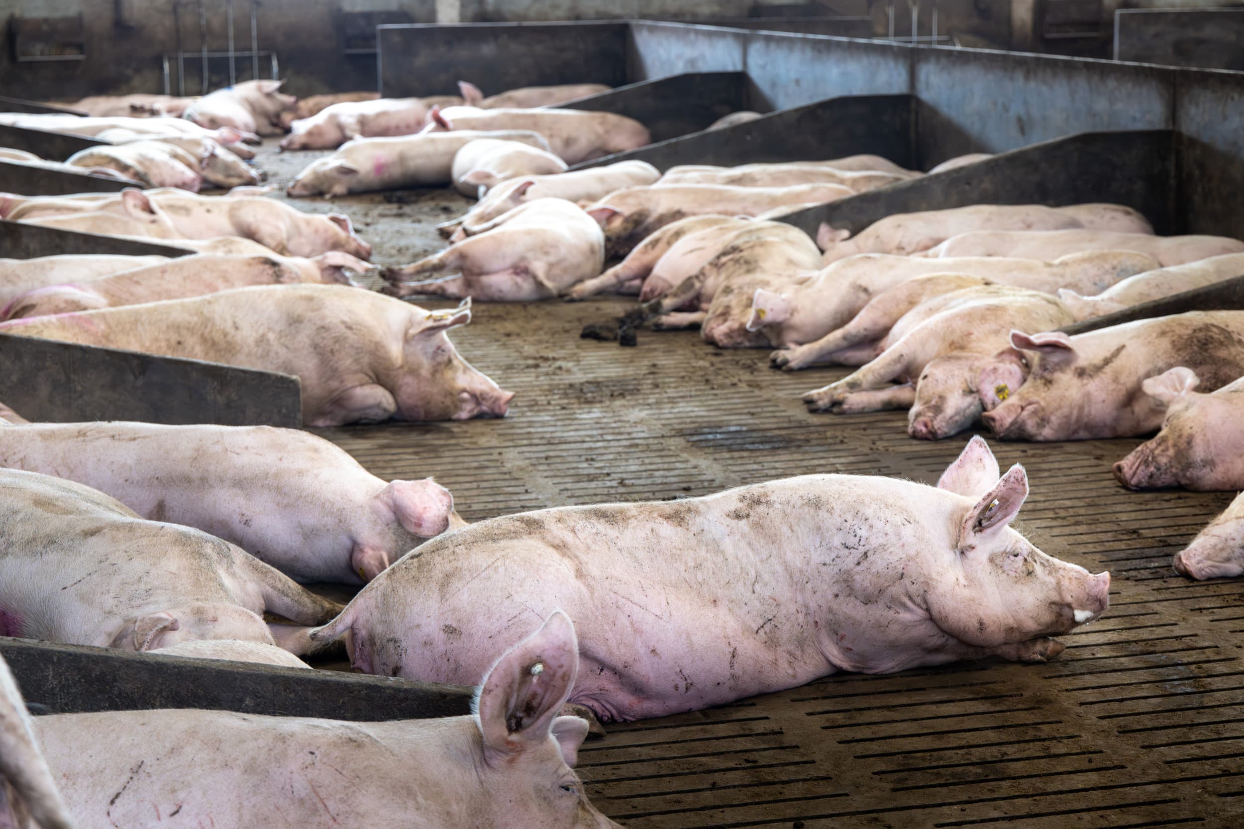 Bij de drachtige zeugen van Enderink is het beeld niet anders. Rustige dieren die niet overeind schieten als de deur opengaat. – Foto’s: Koos Groenewold