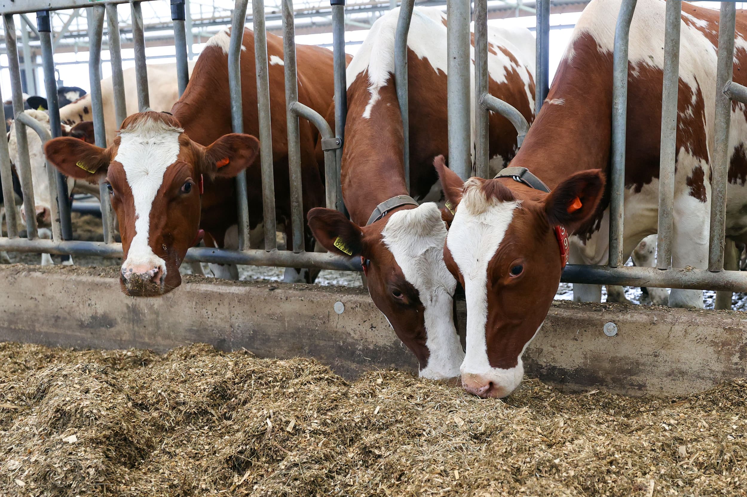 Vretende koeien op een van de onderzoeksbedrijven van Netwerk Praktijkbedrijven. In de voeding wordt vooral gekoerst op vermindering van het ruweiwitgehalte in het rantsoen. – Foto: Bert Jansen