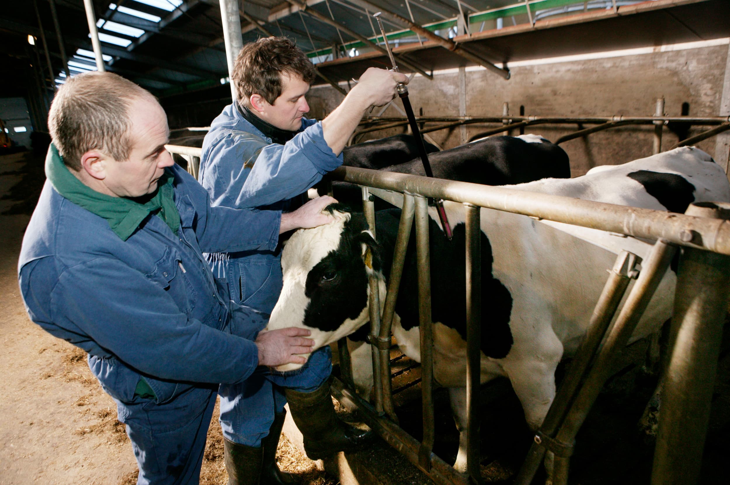 De ontwikkeling van vaccins die de methaanproductie bij koeien vermindert is gaande. De vaccins zijn nog ver van praktijkrijp. – Foto: Michel Zoeter