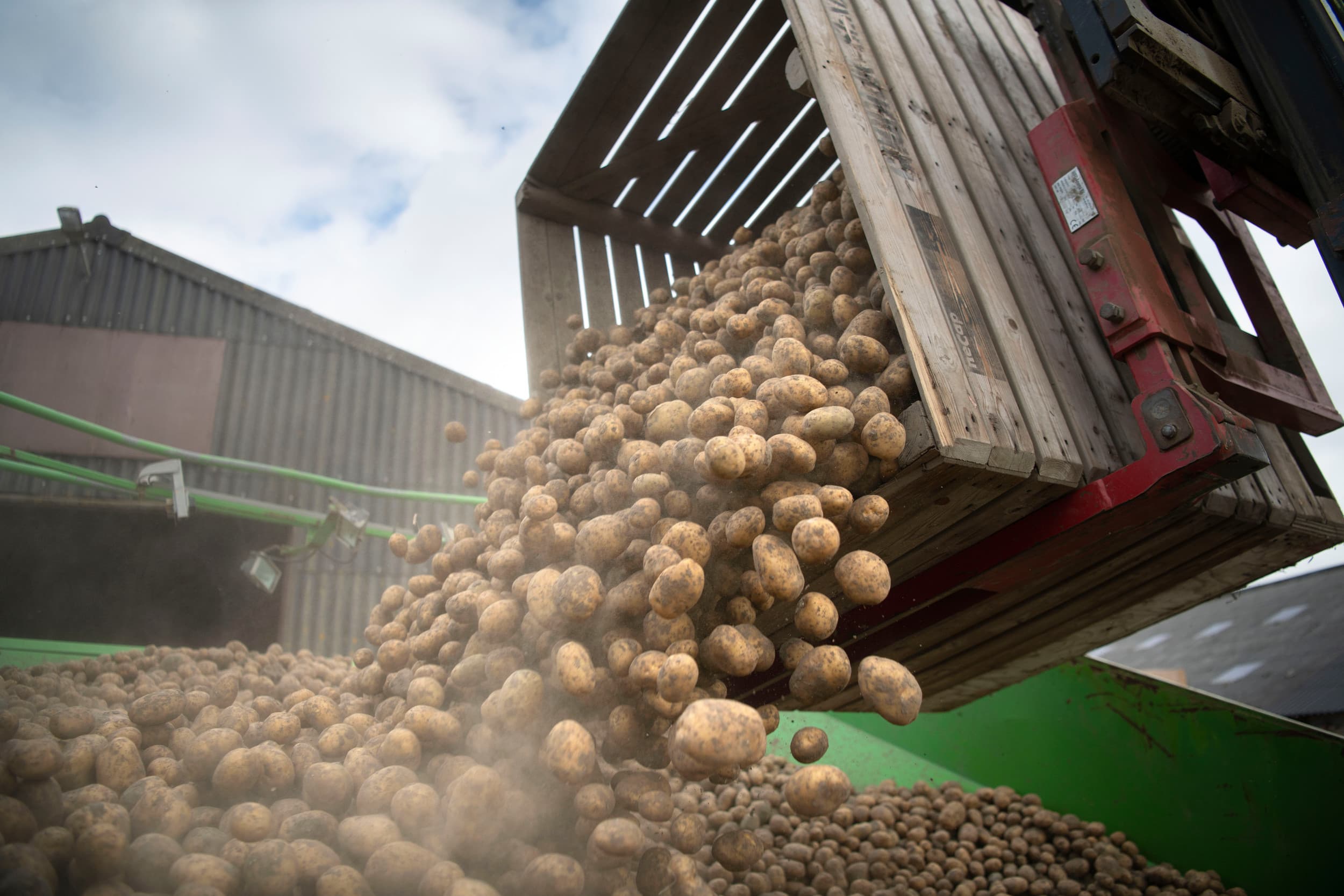 Wat is er aan de hand met de aardappelnotering? PotatoNL heeft nog geen notering en de Belgapom-notering staat nog maar op €22,00. – Foto: Mark Pasveer