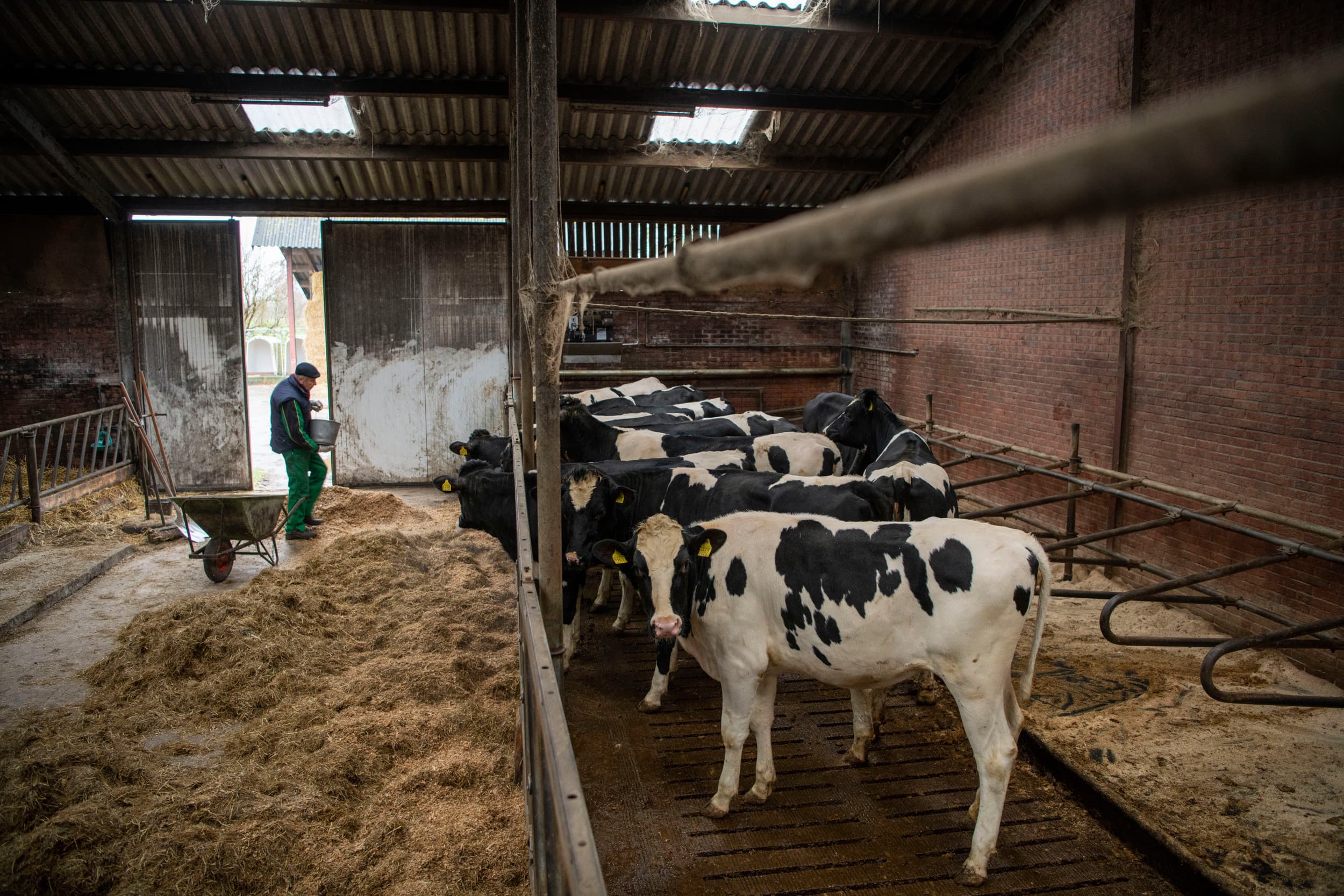 Melkveehouders zien over het algemeen weinig gevolgen van veranderingen in het klimaat en zijn terughoudend in het nemen van klimaatadaptieve maatregelen. – Foto: Mark Pasveer