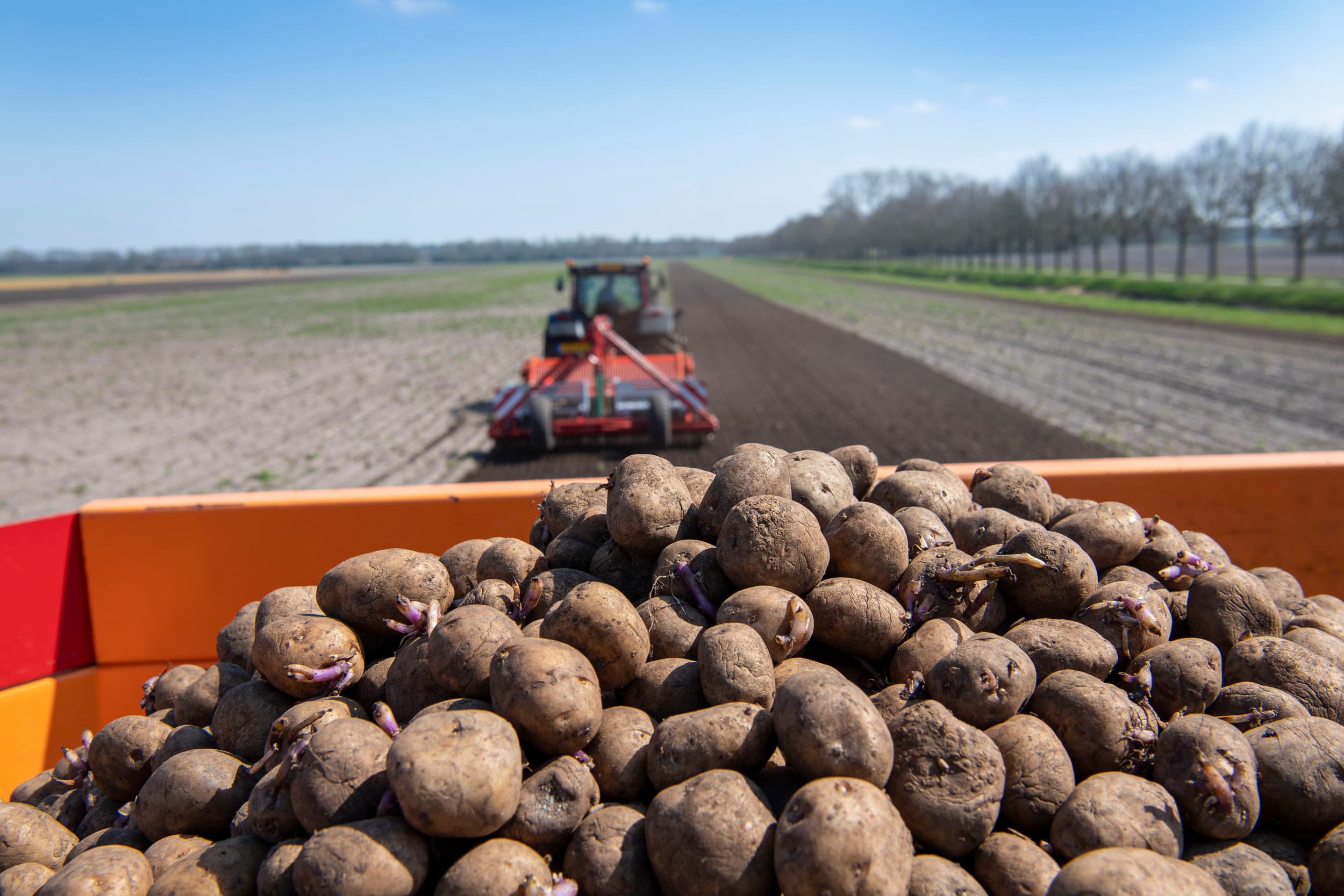 De noteringen van fritesaardappelen nieuwe oogst hebben een nieuw dieptepunt bereikt. Het Belgische Viaverda/Fiwap noteert €10 tot €15 per 100 kilo met €12,50 als meest gehanteerde prijs. – Foto: Mark Pasveer