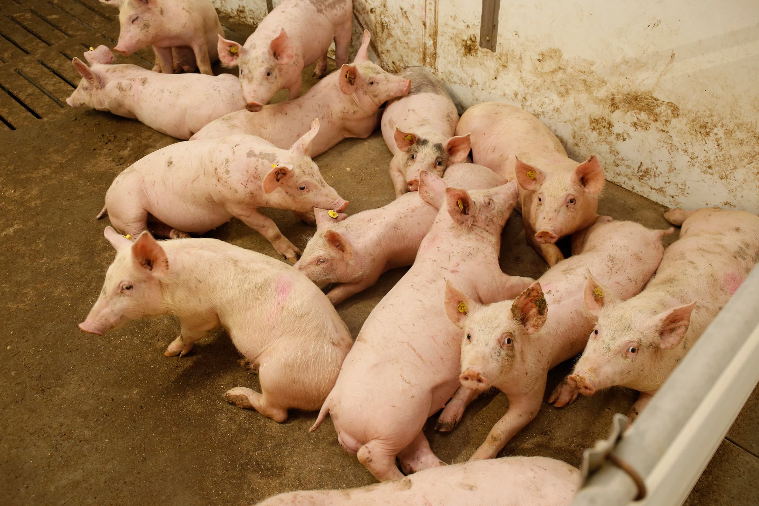 De provincie Noord-Brabant maakte dinsdag 15 augustus bekend dat zij een aantal nieuwe stikstofvergunningen aan varkenshouders heeft afgegeven. – Foto: Hans Prinsen