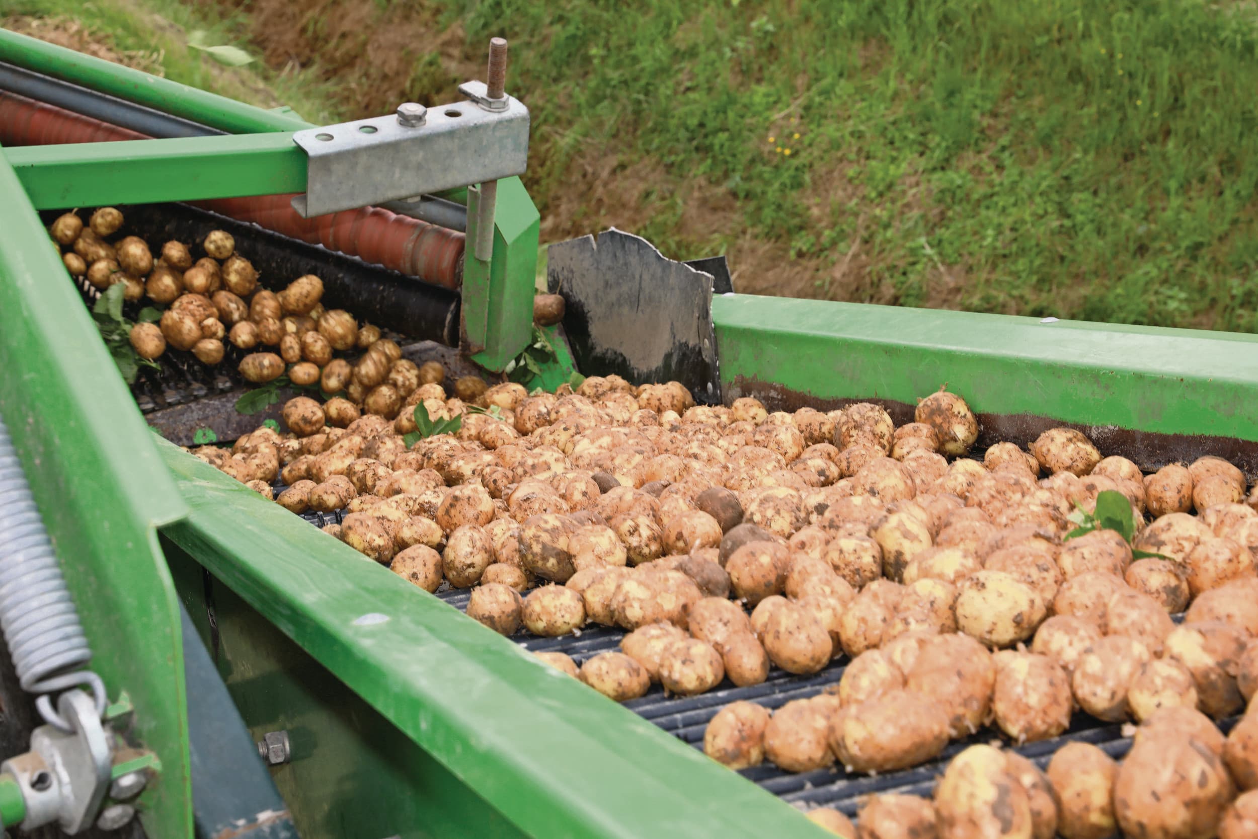 Nederlandse aardappelen leveren op dit moment niet veel op, in Spanje worden ze daarentegen best betaald. Spaanse telers krijgen €50,00 tot €60,00 per 100 kilo. Nederlandse telers krijgen €15,00 tot maximaal €25,00 voor vroege fritesgeschikte aardappelen. – Foto: Henk Riswick