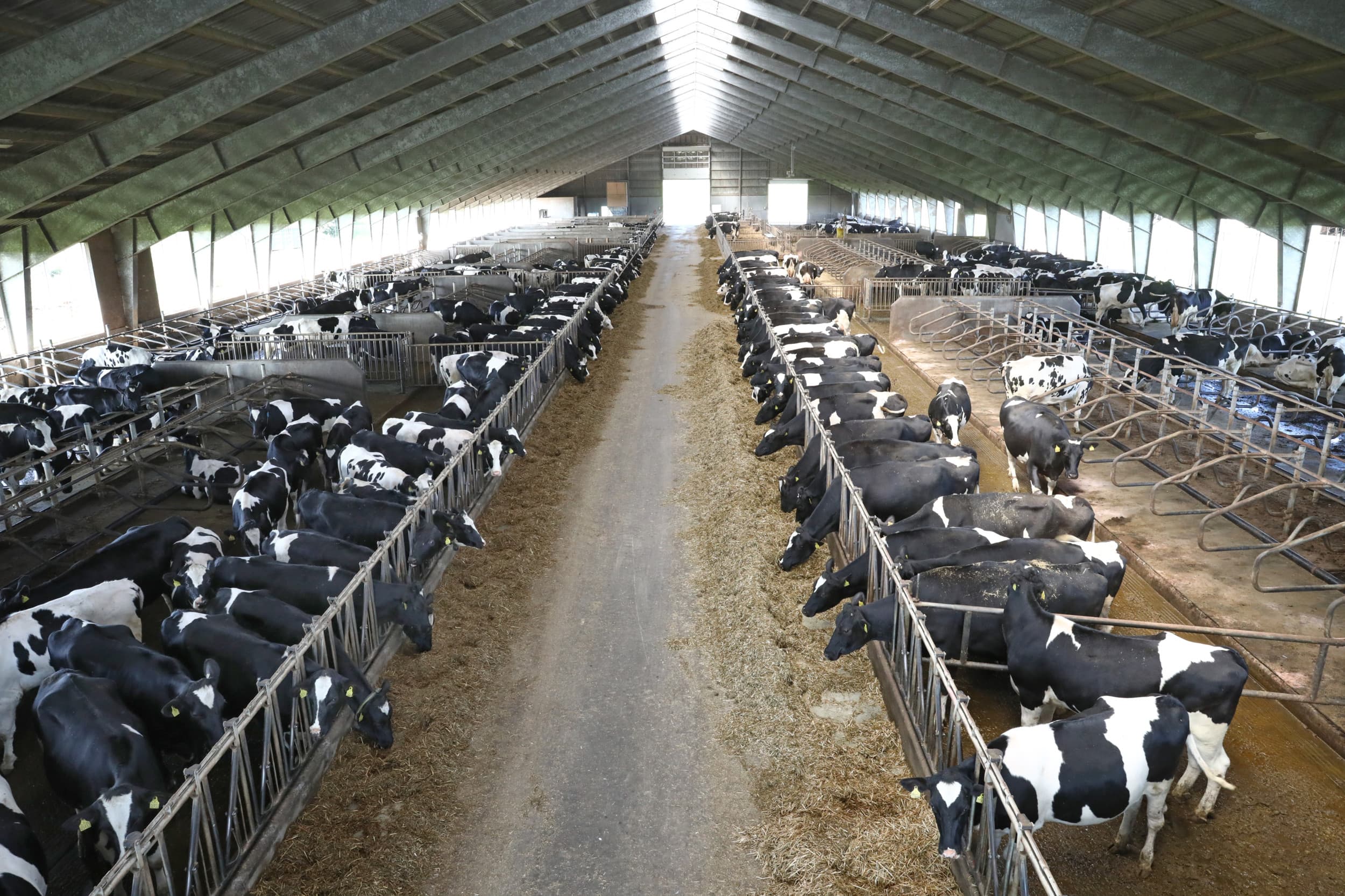 vaccinatie blauwtong Denemarken