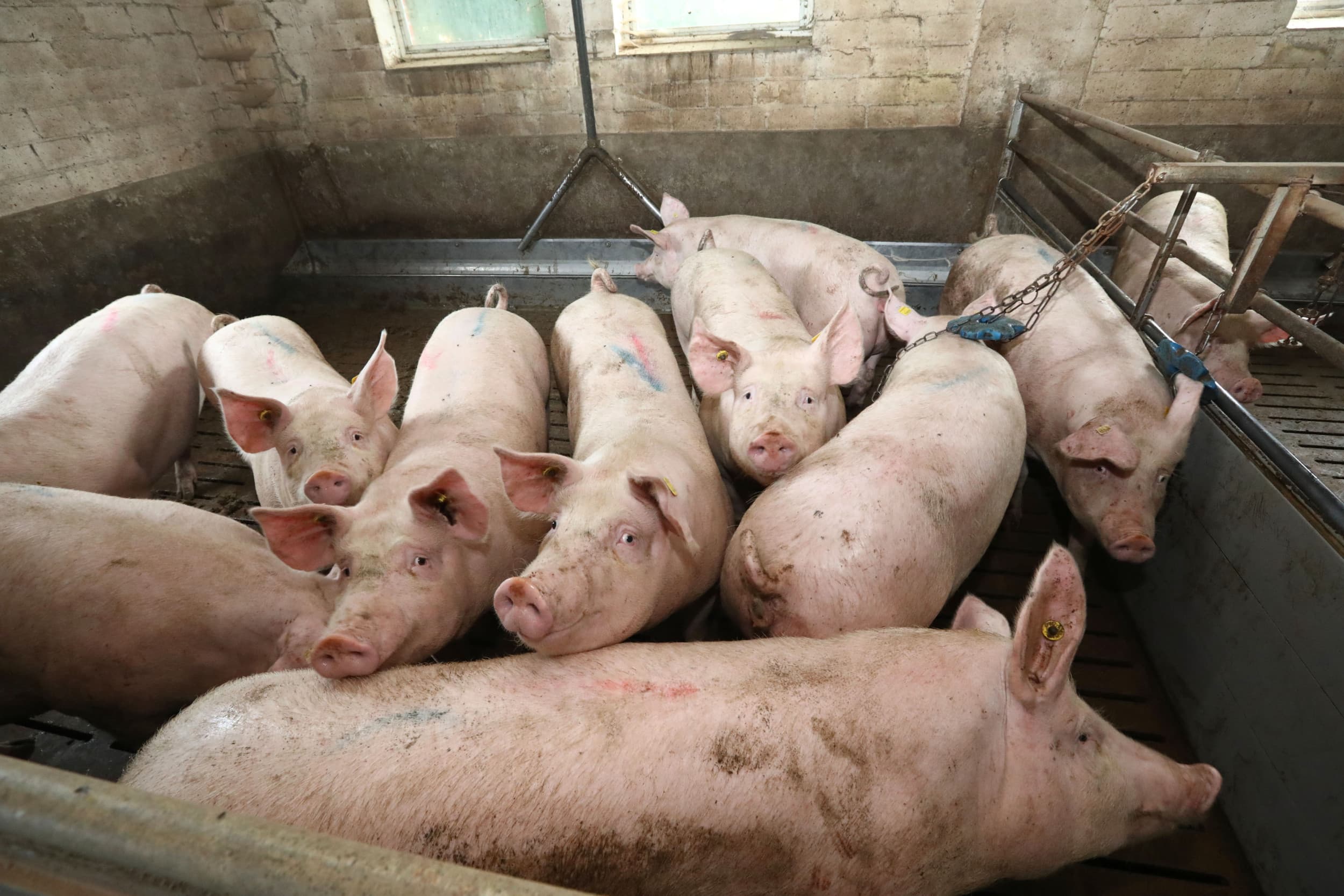 Veel varkenshouders twijfelen of ze door moeten gaan met hun bedrijf. – Foto: Henk Riswick