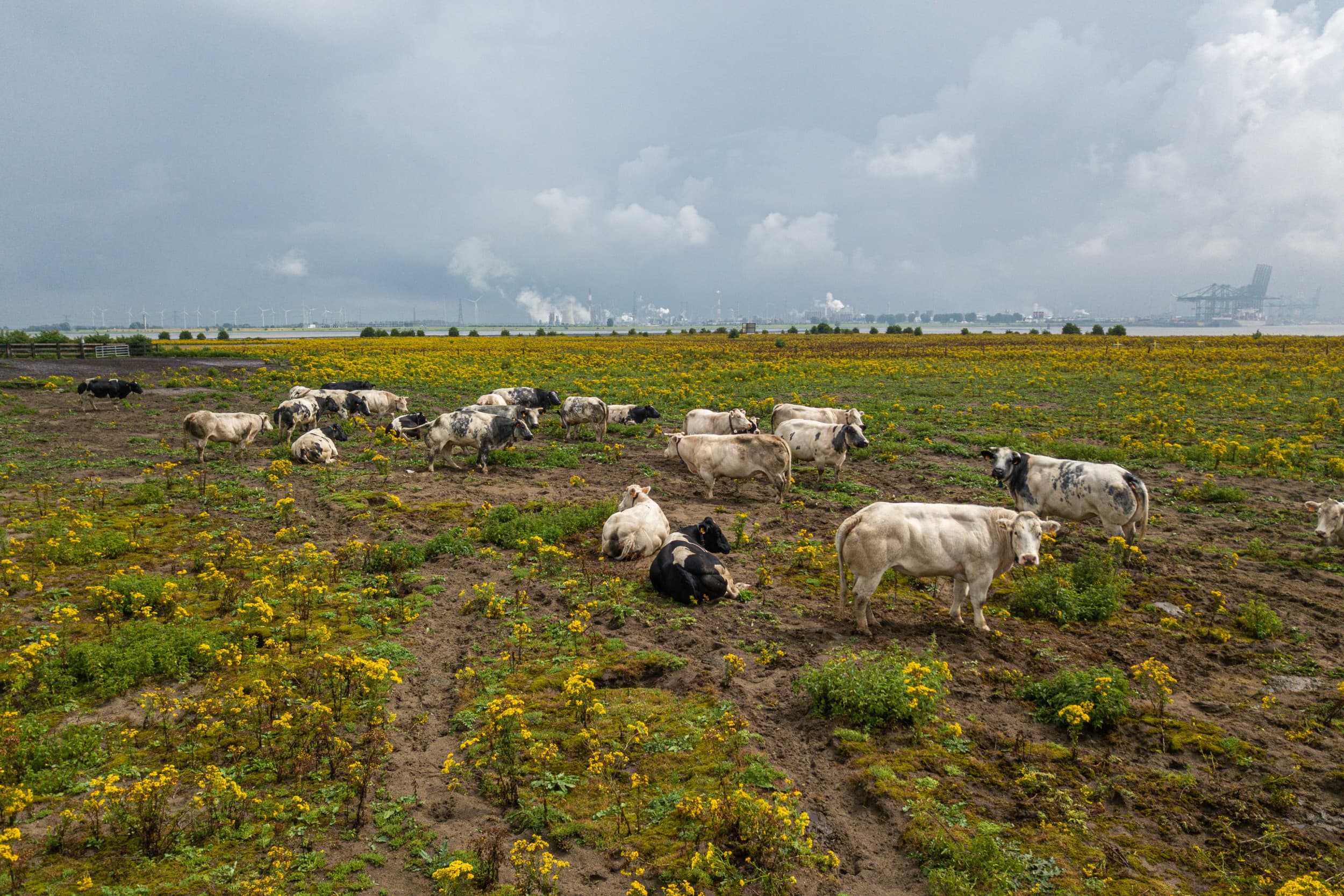 aanpassing stikstofnormen Vlaanderen