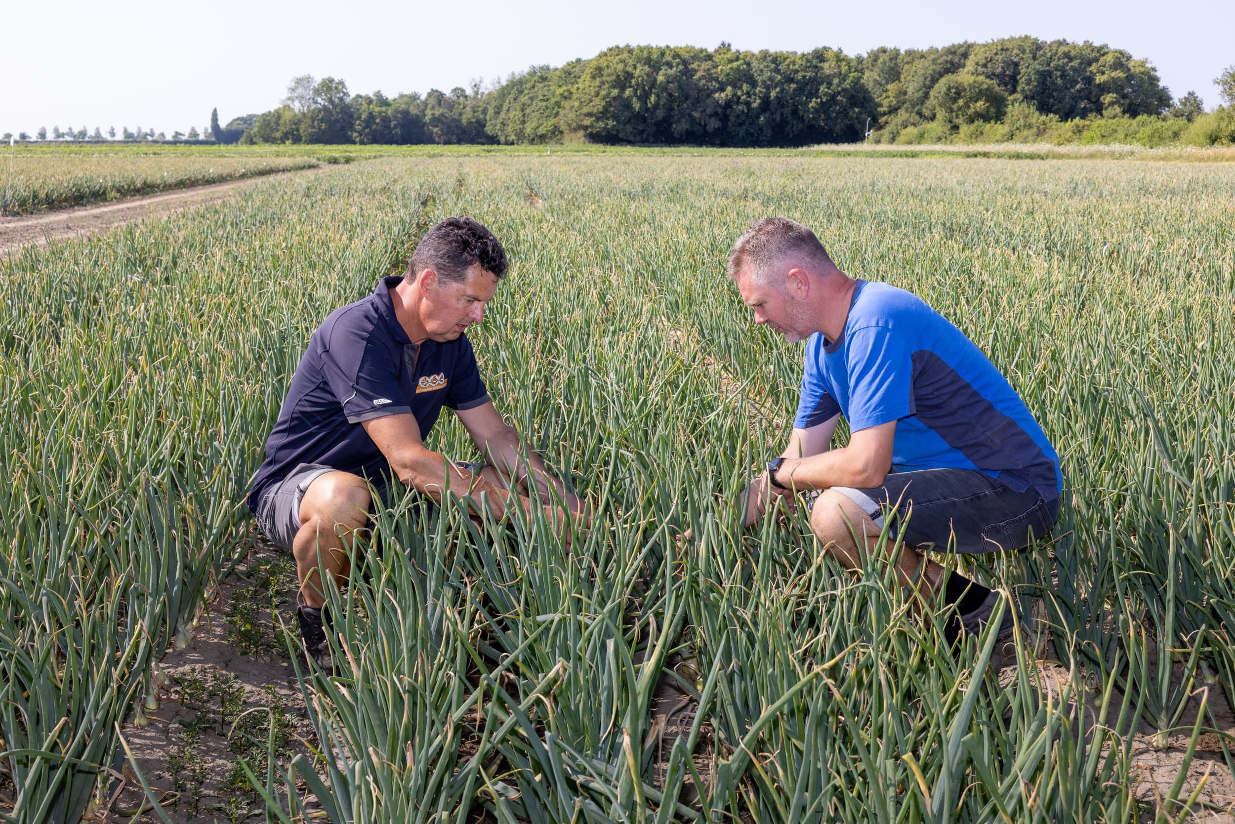 Eelco Boot (r.) en Luc Remijn bekijken op een uienperceel van Proefboerderij Rusthoeve in Colijnsplaat aantastingen met valse meeldauw. – Foto: Peter Roek