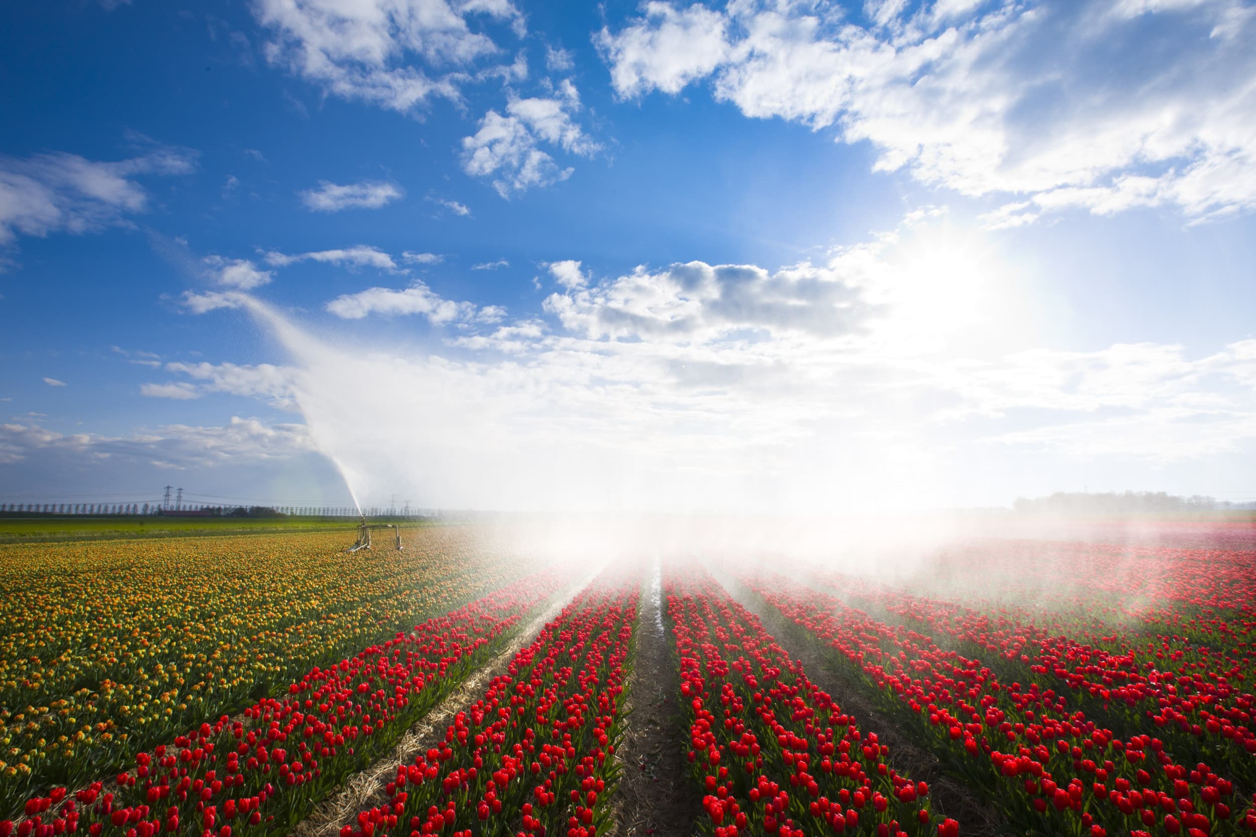 Tulpen beregenen in het voorjaar. Onlangs deed de rechter uitspraak in een zaak tussen een bollenteler en een aangrenzende pootgoedteler, waarbij beregeningswater op het pootgoed terecht was gekomen. (Perceel op de foto staat los van die zaak). – Foto: Ruud Ploeg