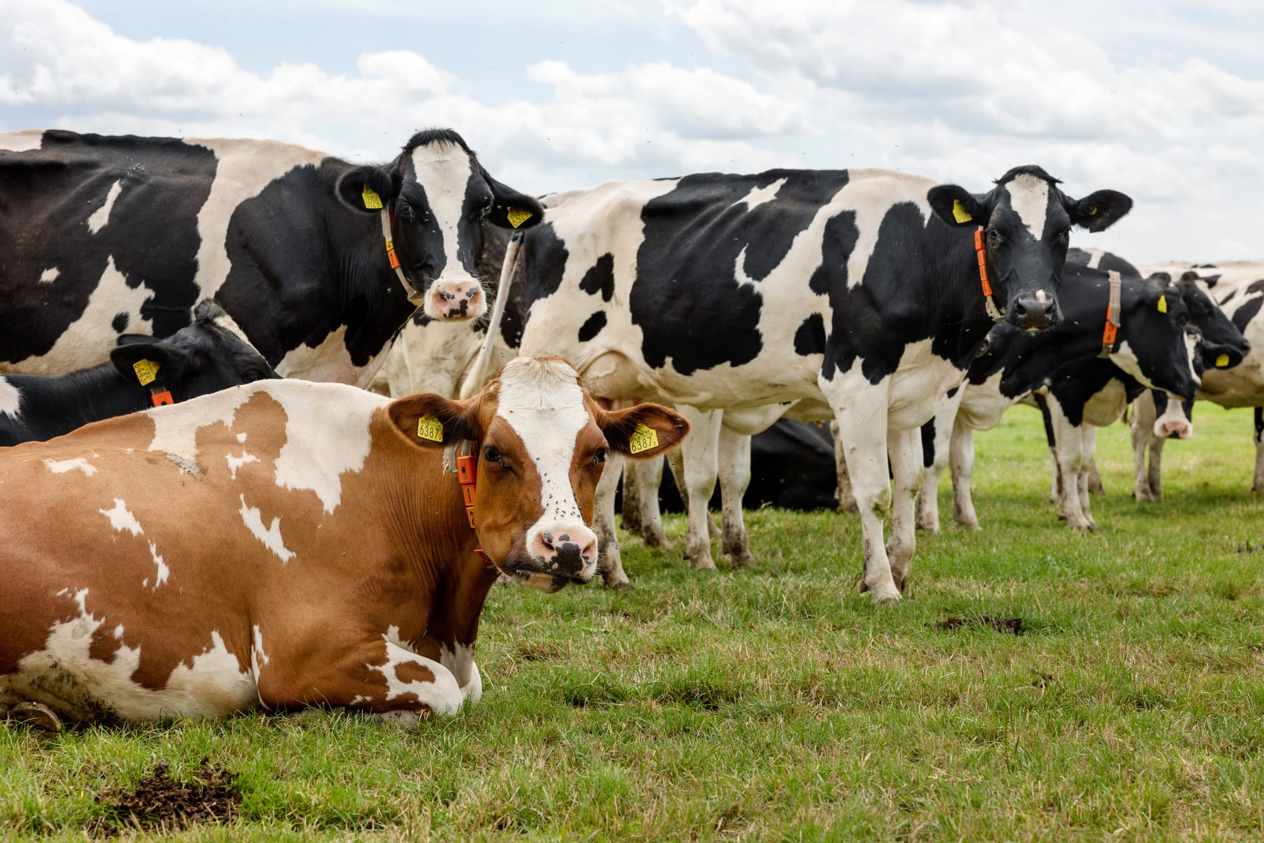 Koeien moeten ook gevaccineerd worden, omdat zij aanzienlijk meer bijdragen aan de verspreiding van het blauwtongvirus dan schapen, aldus Gerrit Koop, dierenarts en veterinair epidemioloog. – Foto: Herbert Wiggerman