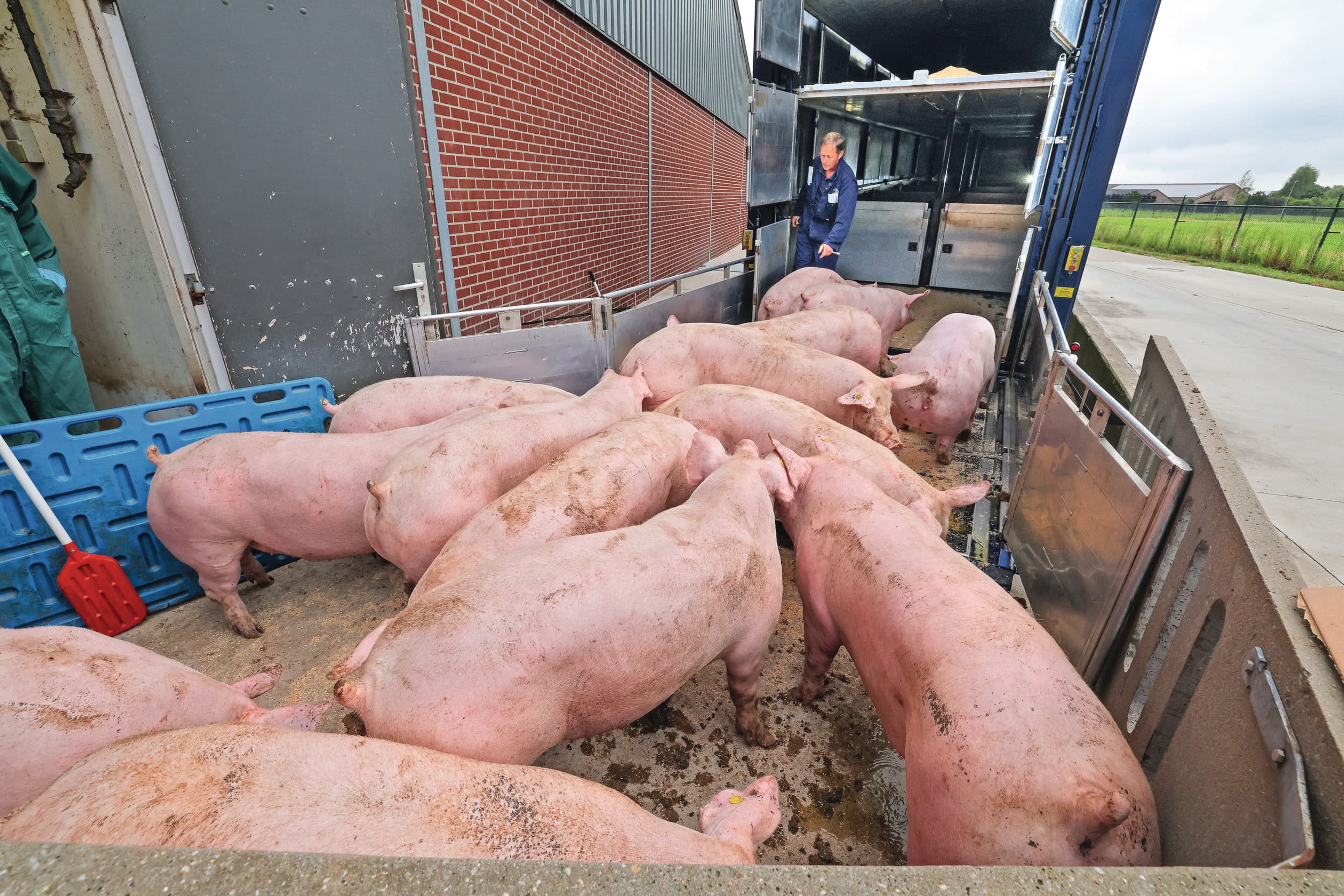 Varkens laden op een bedrijf in Limburg. De varkensvleesproductie in de EU laat sinds enkele jaren een dalende trend zien. In de eerste vier maanden van dit jaar exporteerde de EU 7% minder varkensvlees dan in dezelfde periode vorig jaar. – Foto’s: Bert Jansen