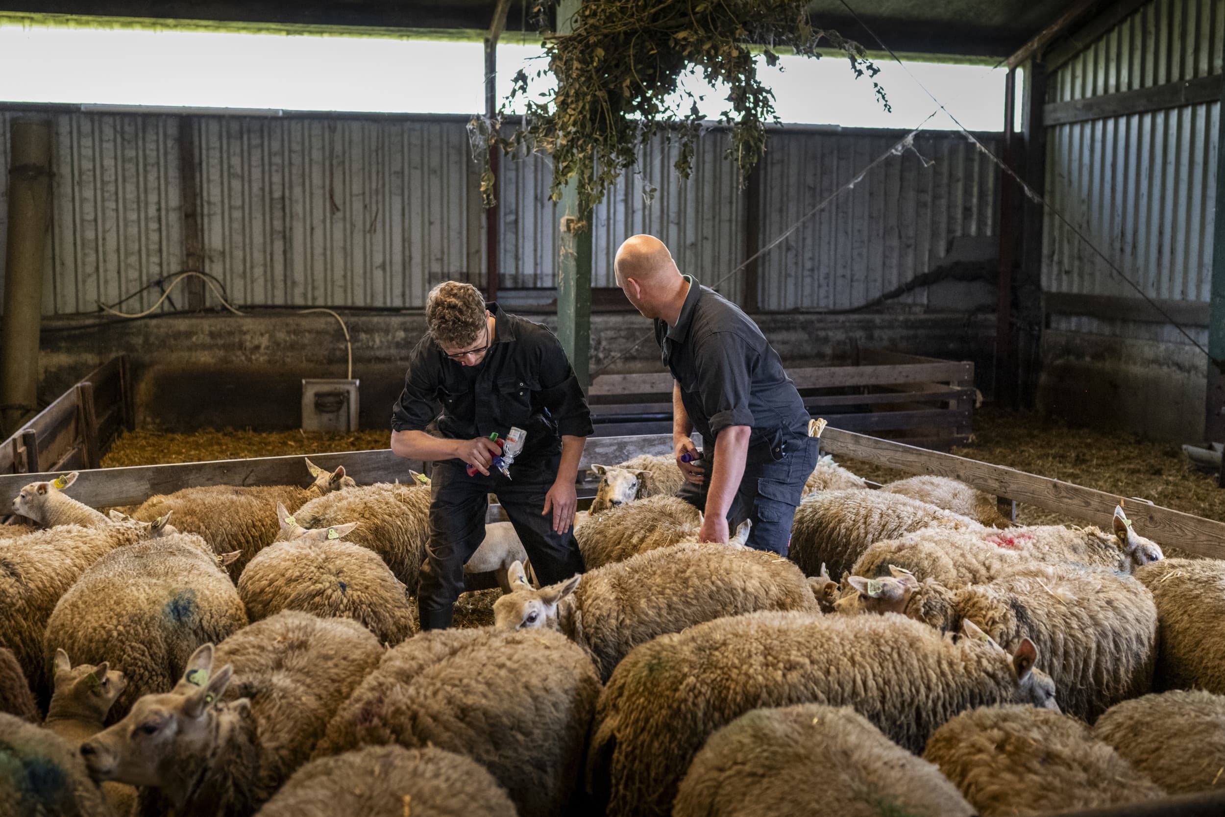 Ondanks vaccinatie tegen blauwtong serotype 3 (BTV3) vertonen sommige schapen zware ziekteverschijnselen door onderliggende ziekten, wat de effectiviteit van de vaccinatie beperkt. – Foto: ANP
