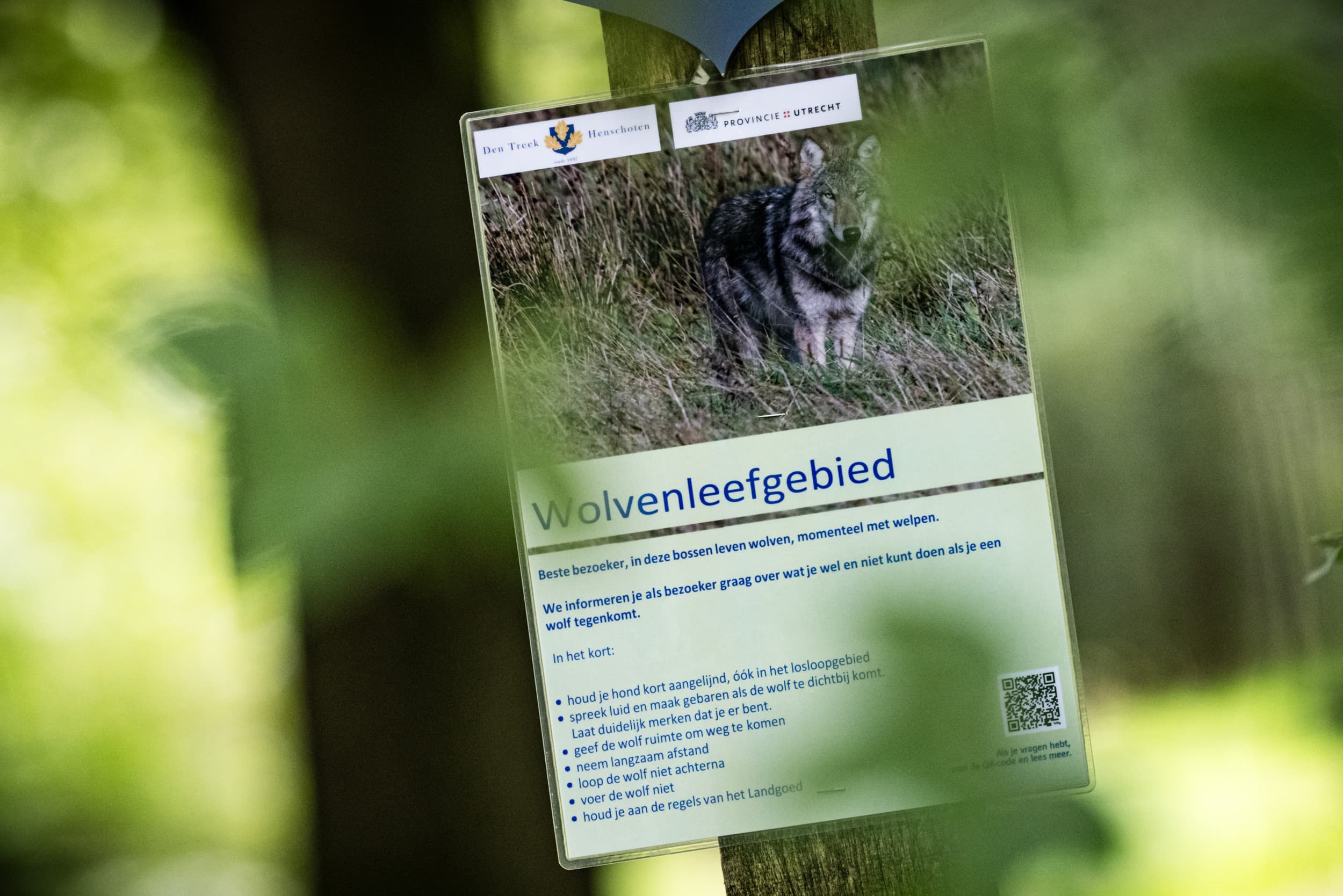 Een waarschuwingsbord voor de wolf in de bossen bij de Utrechtse Heuvelrug. De provincie Utrecht en diverse gemeenten roepen mensen in op om voorlopig niet met kleine kinderen in de bossen te komen. Aanleiding is een incident van bij Austerlitz, waarbij een kind omver zou zijn gelopen of geduwd door een groot dier. Mogelijk gaat het om een wolf. – Foto: ANP