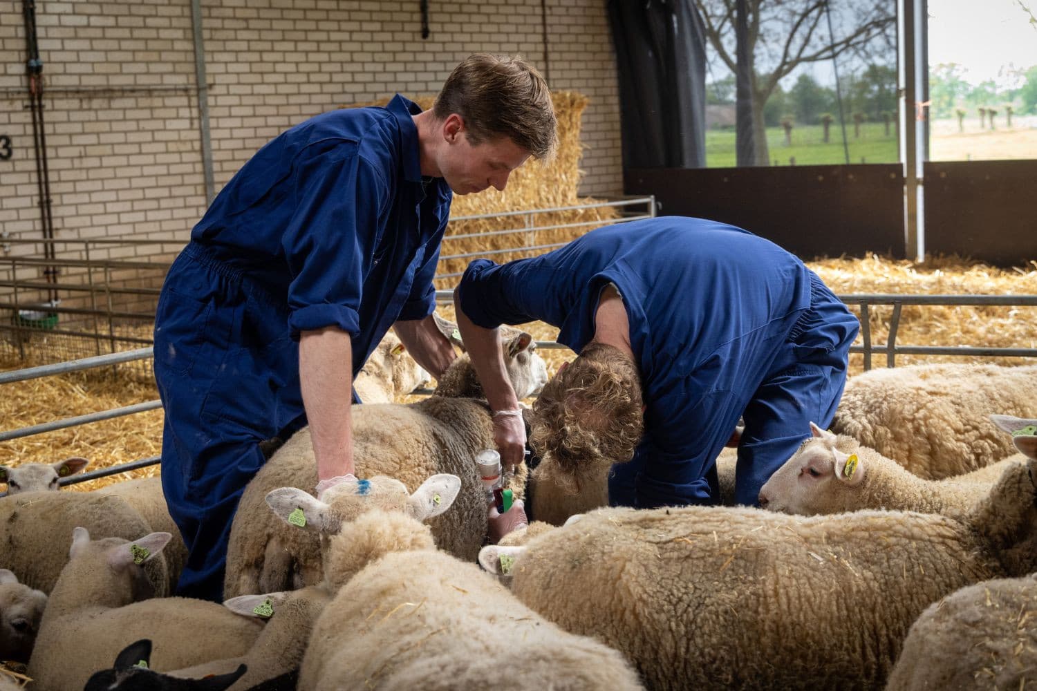 Schapendierenarts Judith van Andel ziet zeer ernstige gevallen van blauwtong. “Ik kan maar één conclusie trekken: het vaccin doet niet wat het zou moeten doen.” – Foto: Judith van Andel