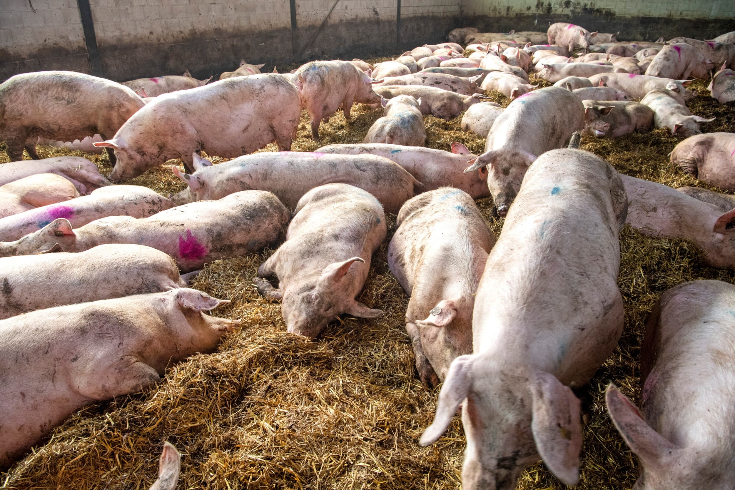 Luchtwassers in een varkensstal worden gebruikt om de luchtkwaliteit te verbeteren door schadelijke stoffen uit de lucht te verwijderen. – Foto: Cor Salverius